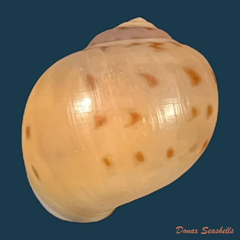 copia-de-euspira-grossularia-marche-marchad-1957-23-5mm