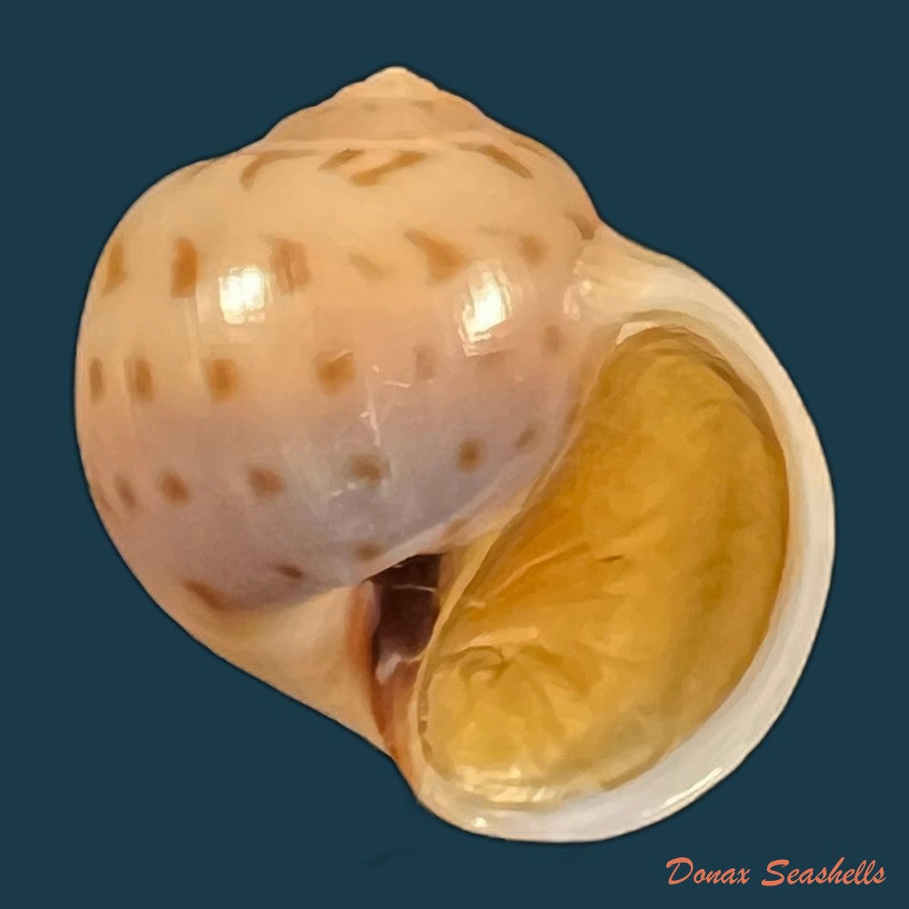 copia-de-euspira-grossularia-marche-marchad-1957-23-5mm