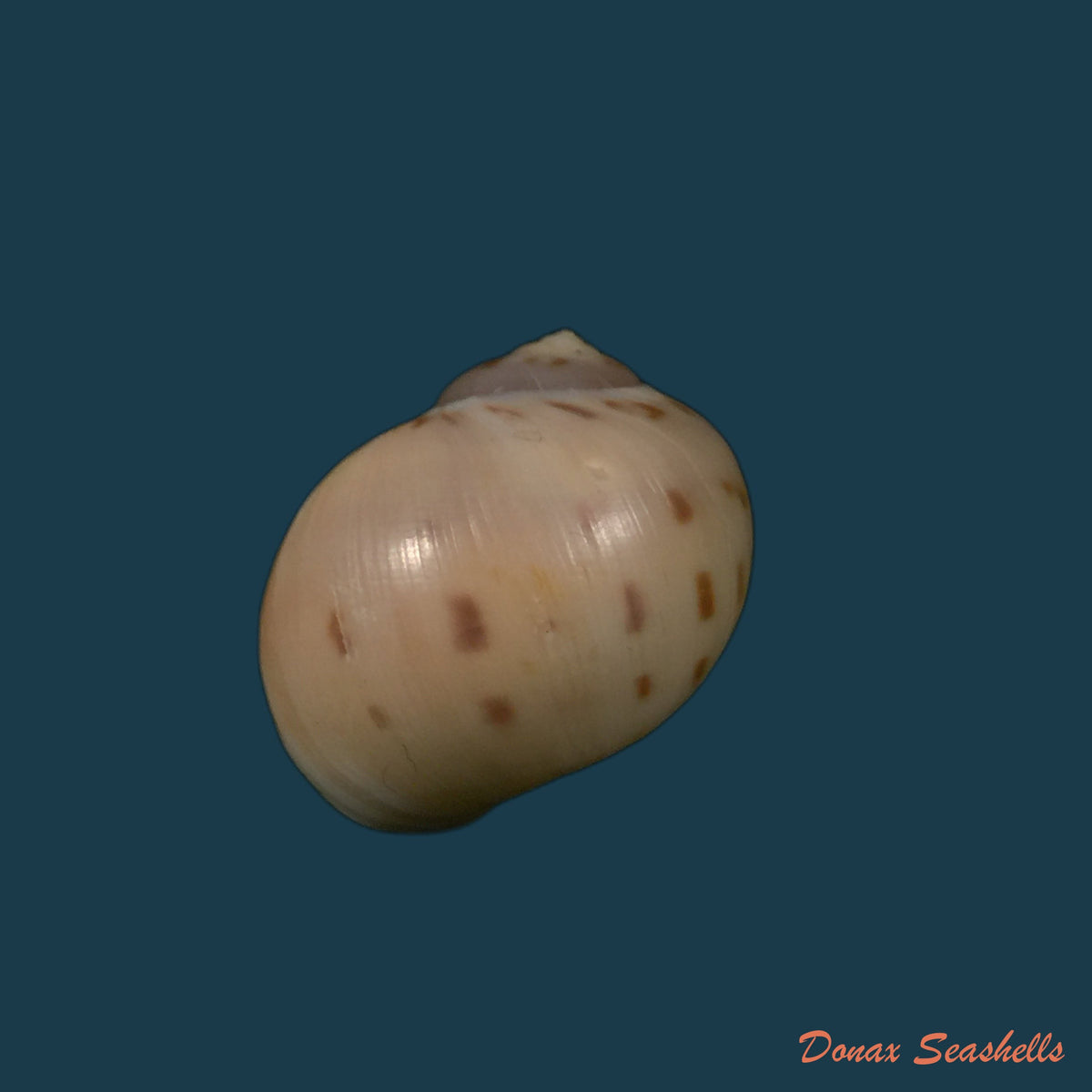 copia-de-euspira-plicispira-kudora-1961-30-6mm-3