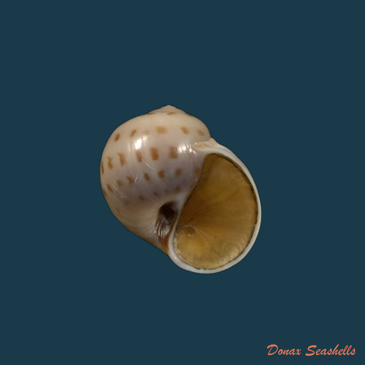 copia-de-euspira-plicispira-kudora-1961-30-6mm-3