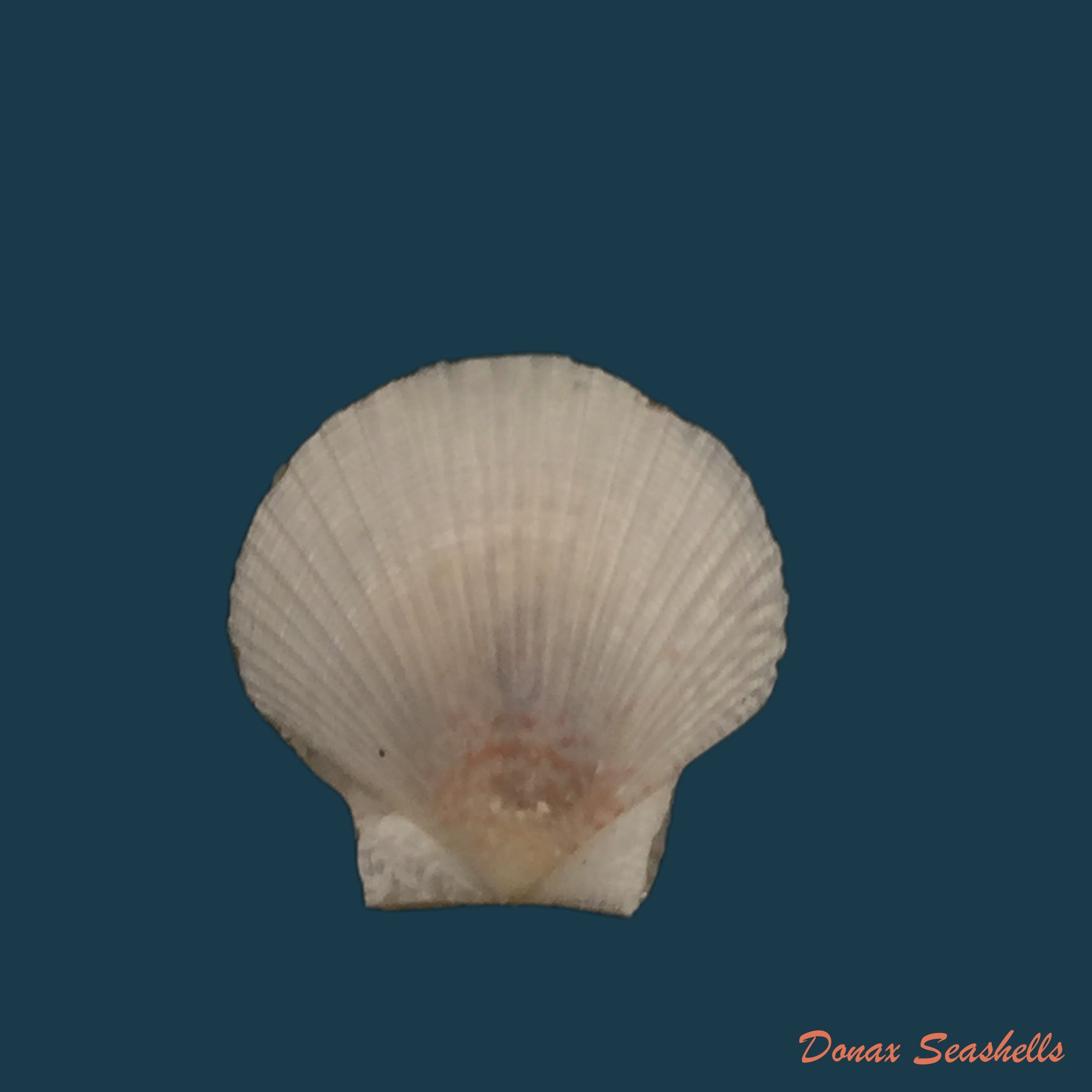 copia-de-euvola-ziczac-linnaeus-1758-67-3mm-1