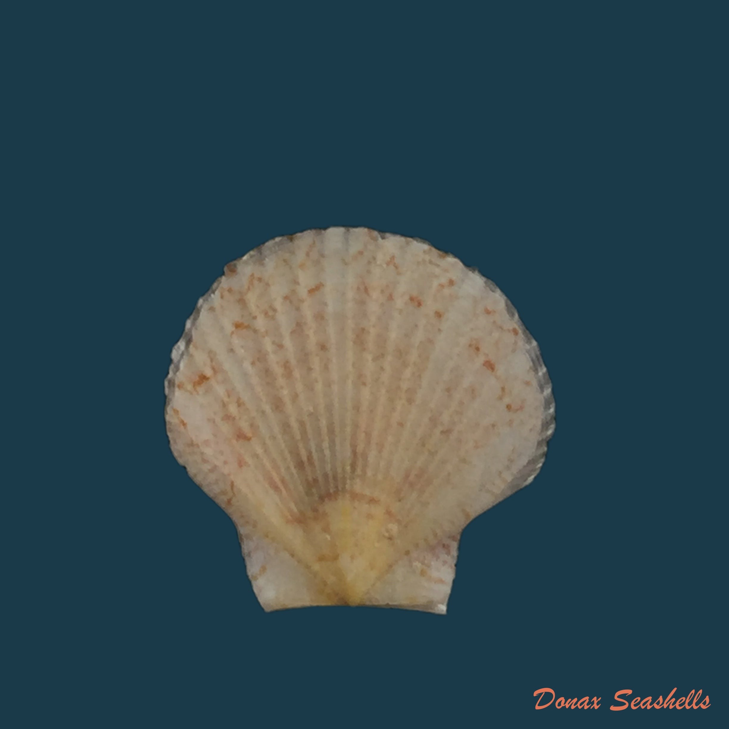 copia-de-euvola-ziczac-linnaeus-1758-67-3mm-1