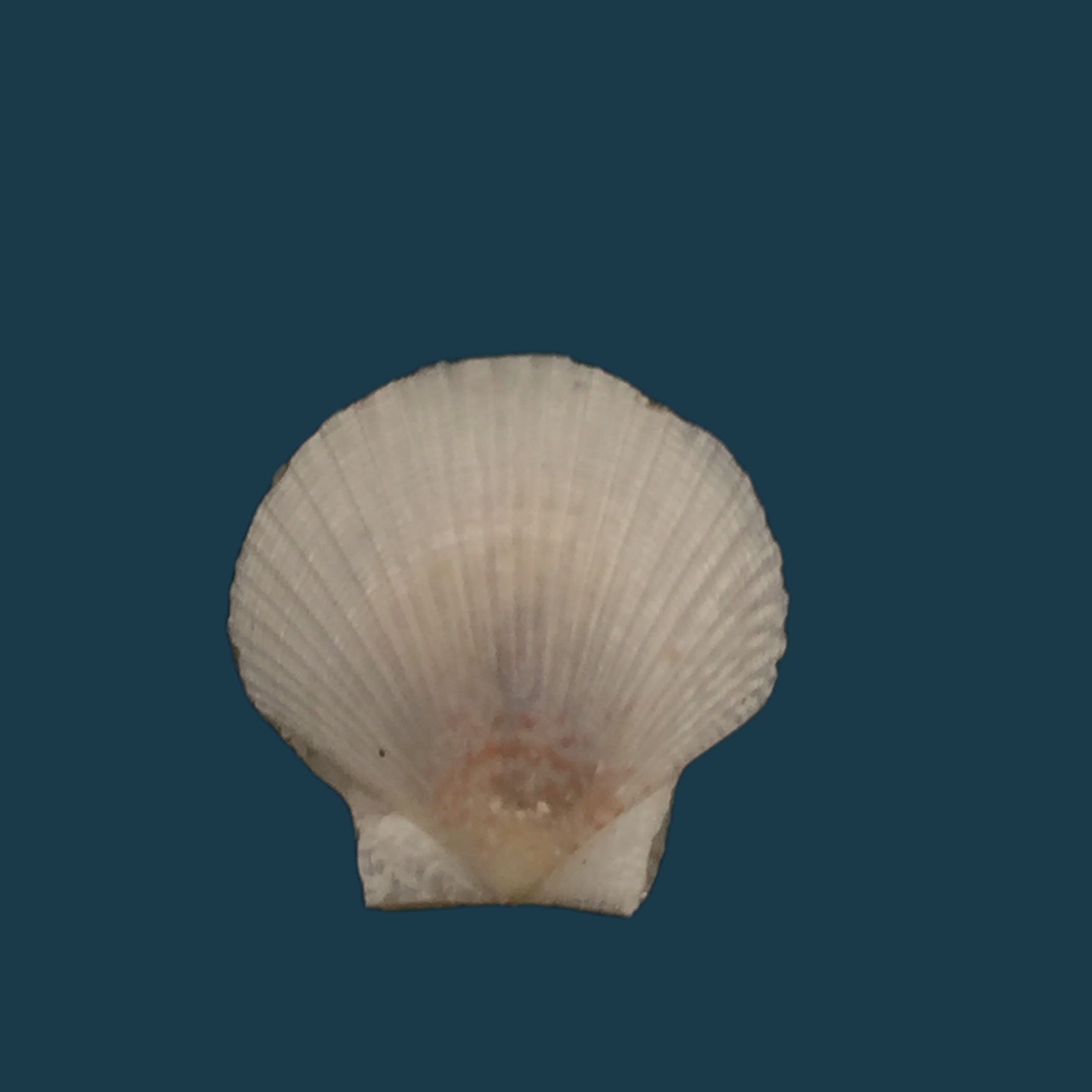 Euvola chazaliei (Dautzenberg, 1900) - 14毫米