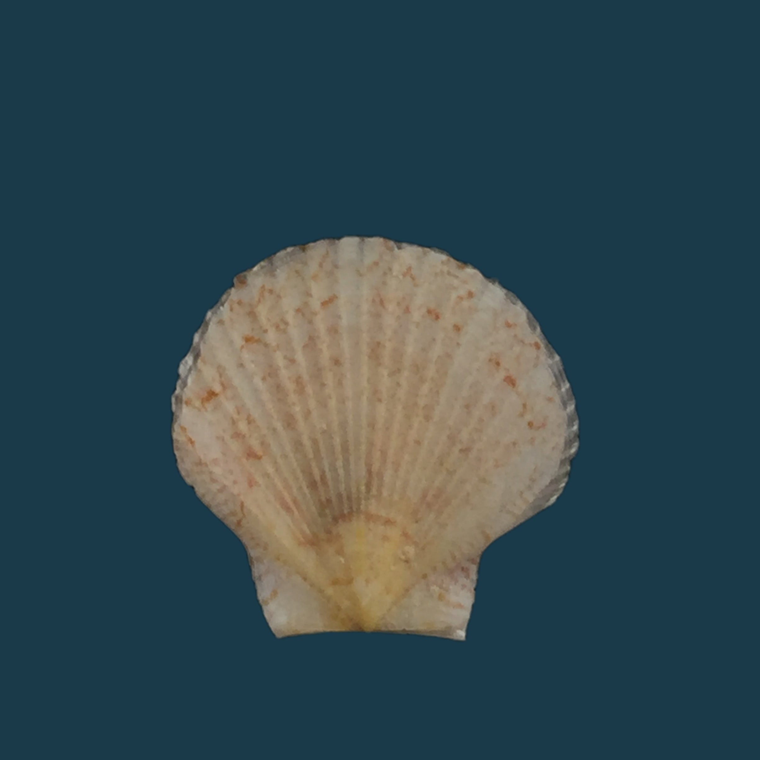 Euvola chazaliei (Dautzenberg, 1900) - 14毫米