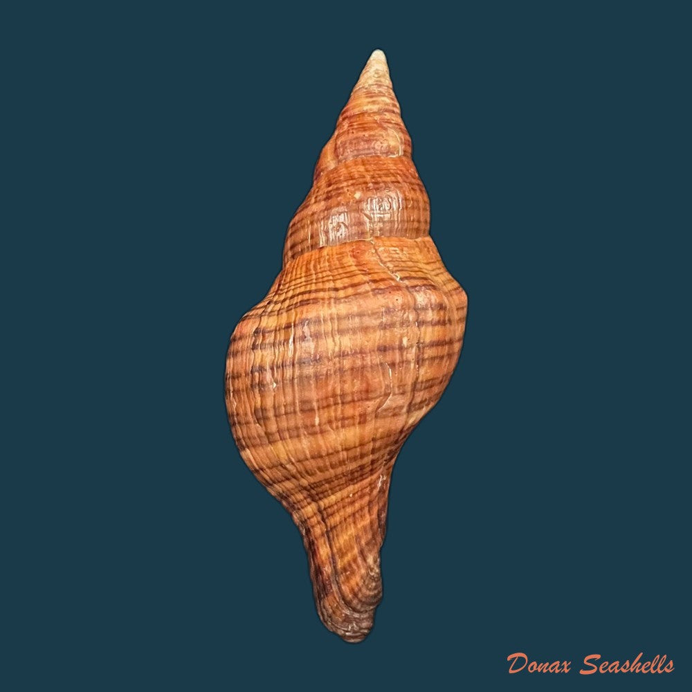 copia-de-fasciolaria-tulipa-linnaeus-1758-177mm