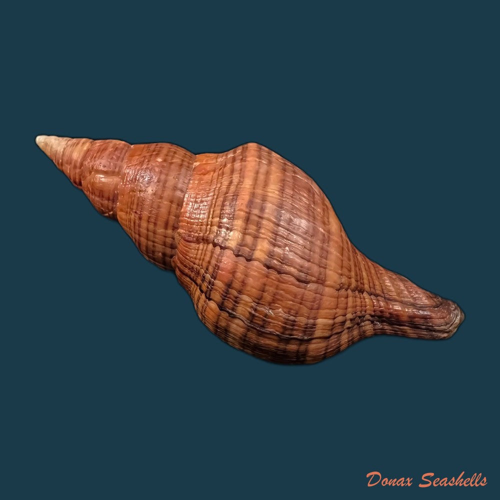 copia-de-fasciolaria-tulipa-linnaeus-1758-177mm