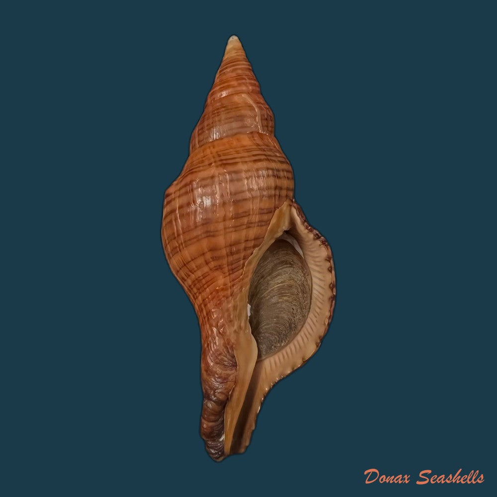 copia-de-fasciolaria-tulipa-linnaeus-1758-177mm