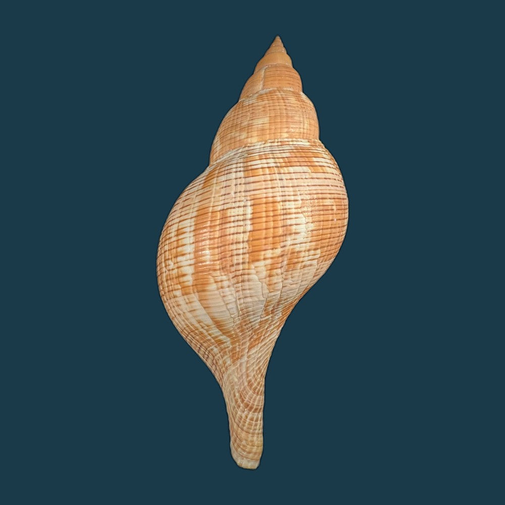 copia-de-fasciolaria-tulipa-linnaeus-1758-189mm