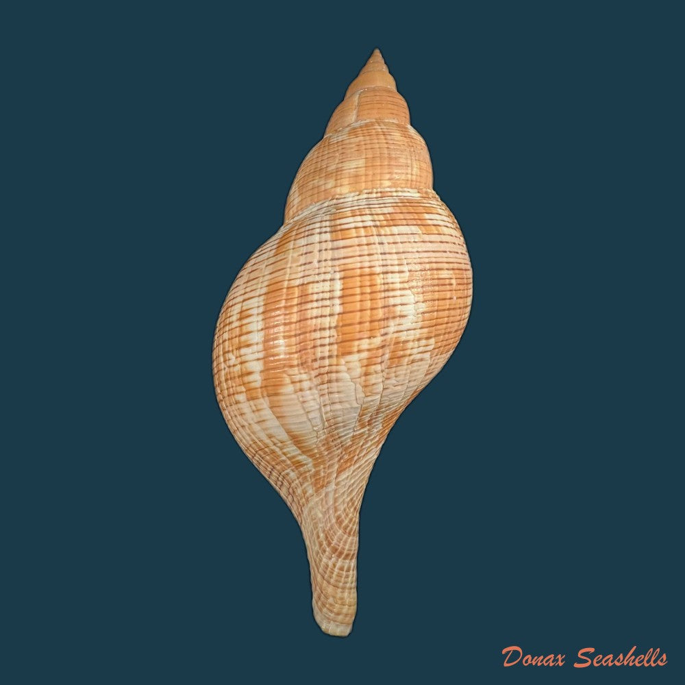 copia-de-fasciolaria-tulipa-linnaeus-1758-189mm