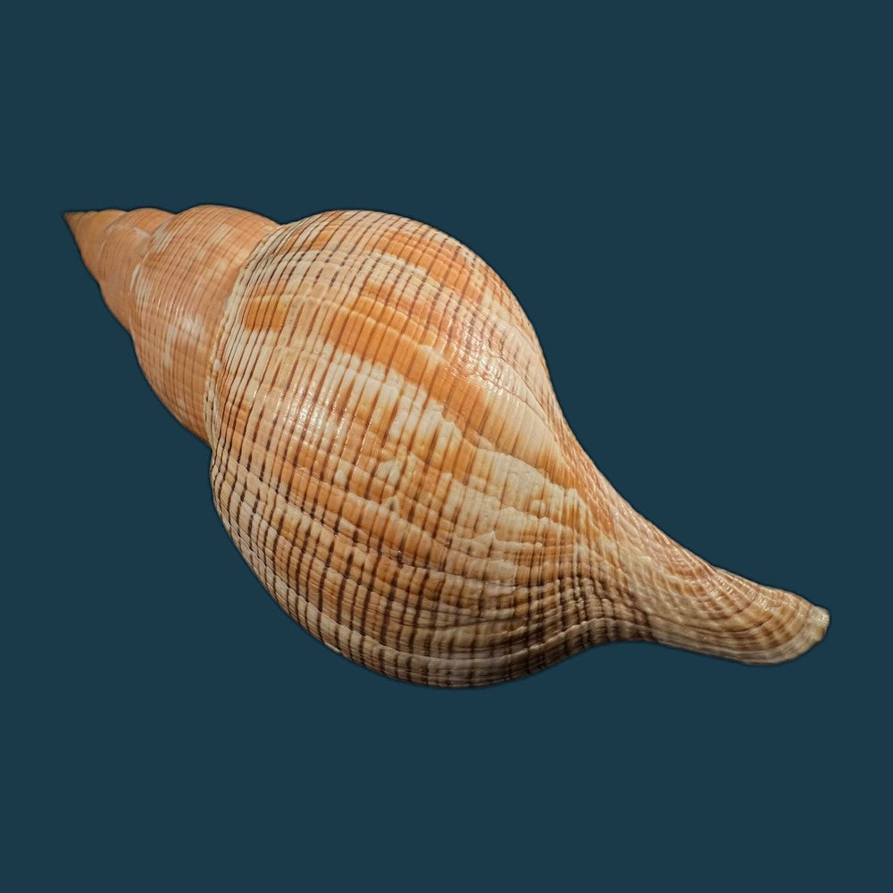 copia-de-fasciolaria-tulipa-linnaeus-1758-189mm