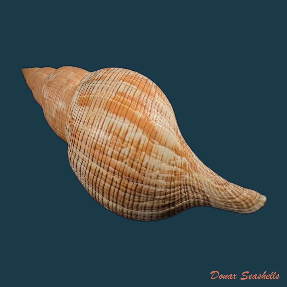 copia-de-fasciolaria-tulipa-linnaeus-1758-189mm