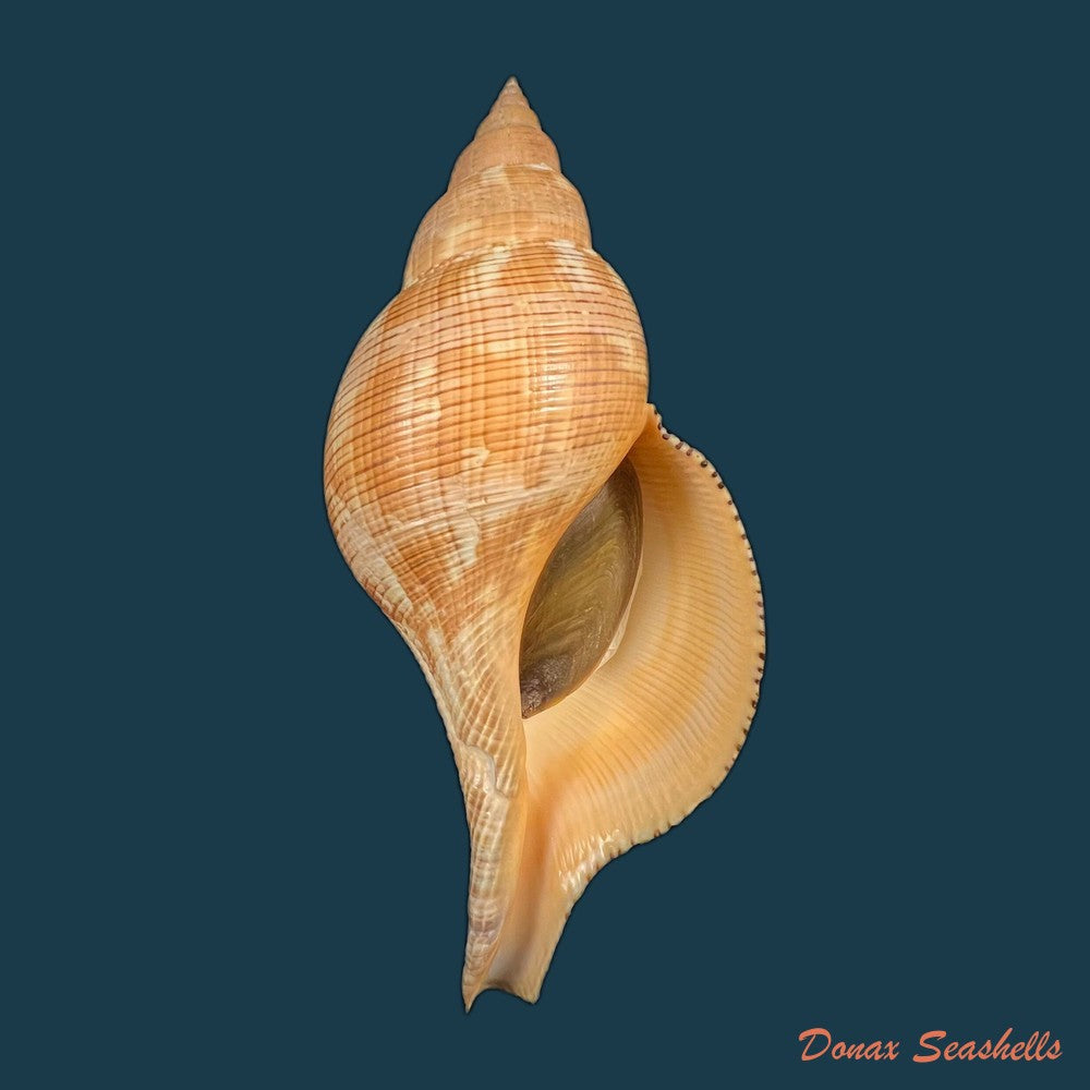 copia-de-fasciolaria-tulipa-linnaeus-1758-189mm