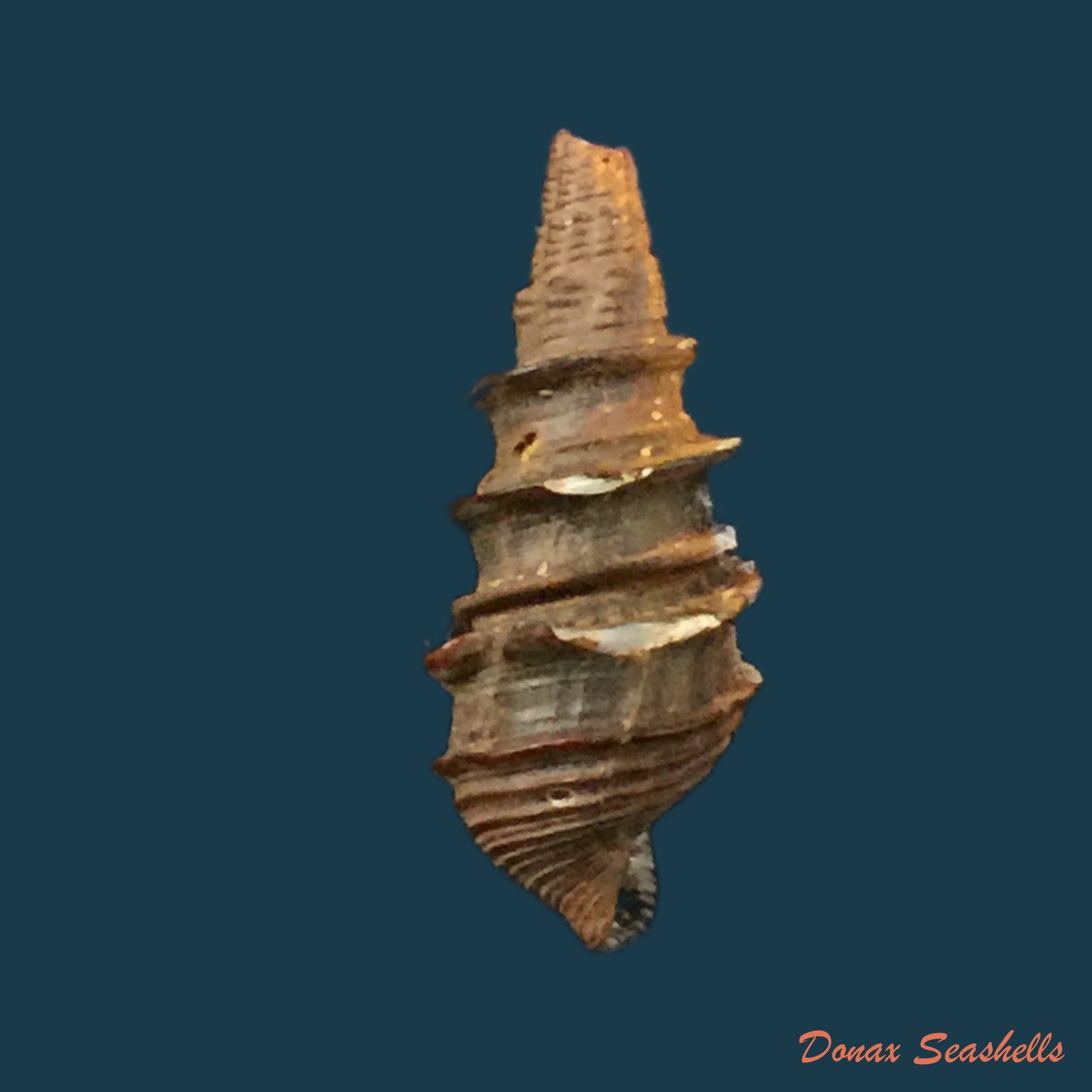 copia-de-faunus-ater-linnaeus-1758-51-3mm
