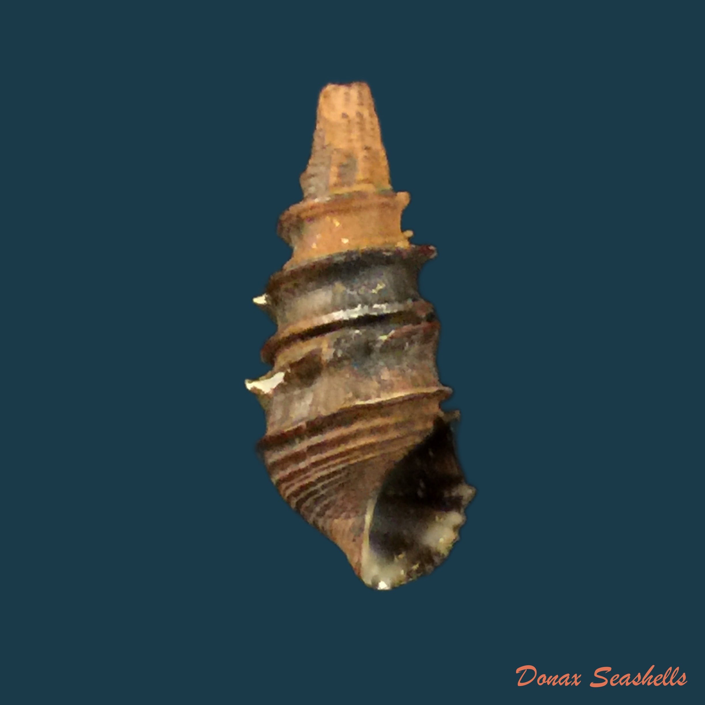 copia-de-faunus-ater-linnaeus-1758-51-3mm