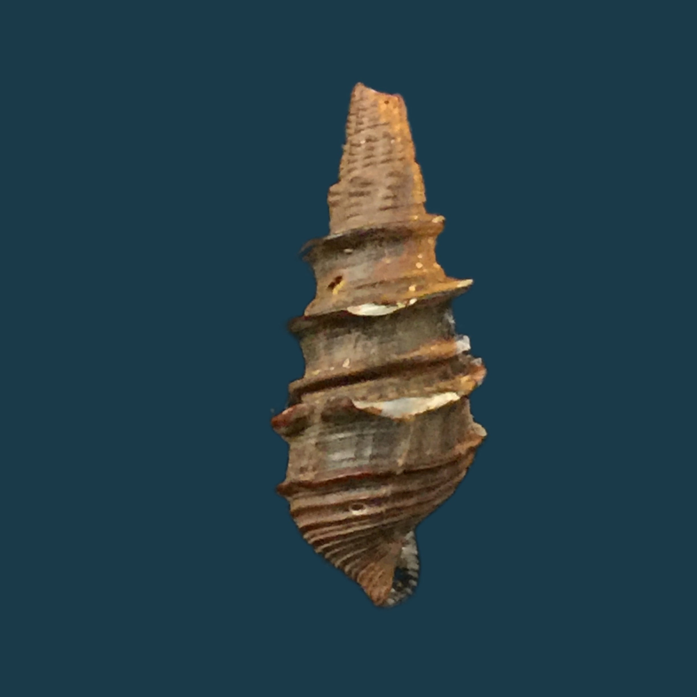 Pachymelania fusca (Gmelin, 1791) - 19,7mm
