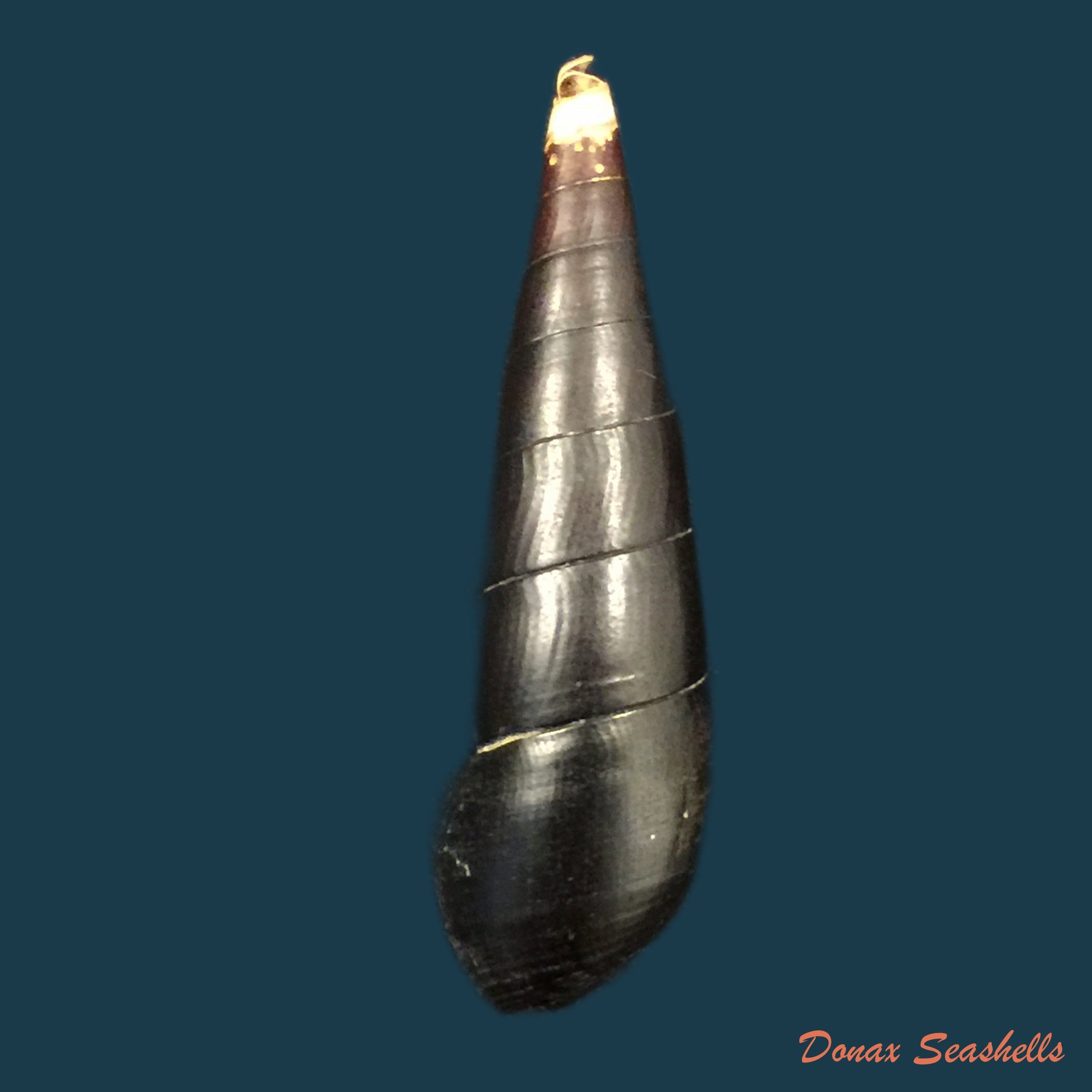 copia-de-faunus-ater-linnaeus-1758-56-1mm
