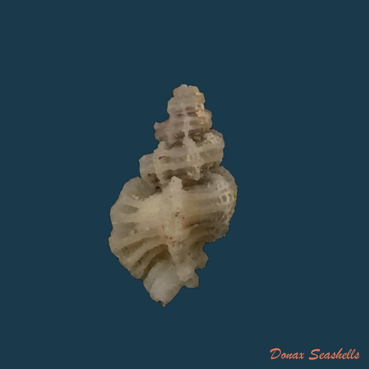 copia-de-favartia-alveata-kiener-1842-11-6mm