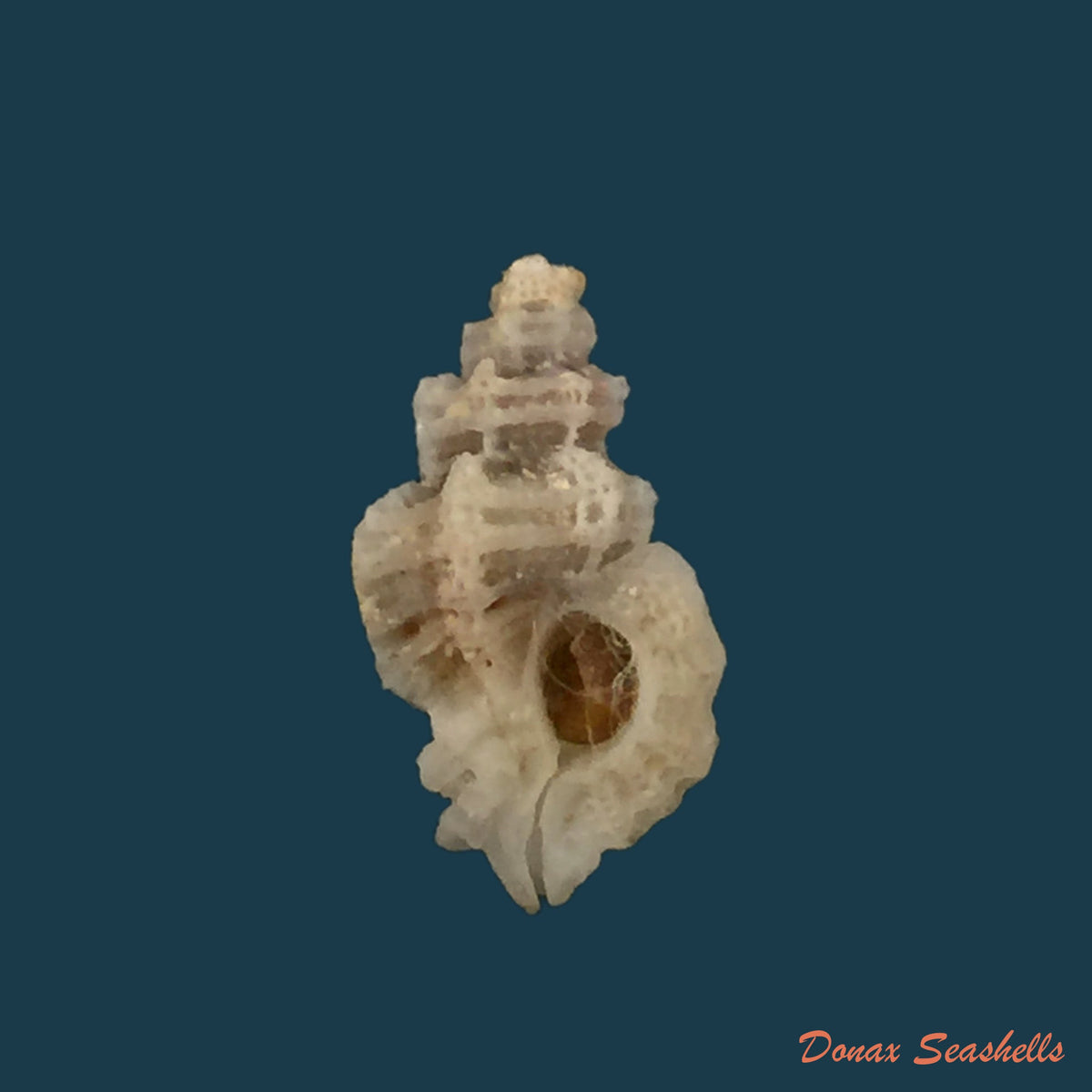 copia-de-favartia-alveata-kiener-1842-11-6mm