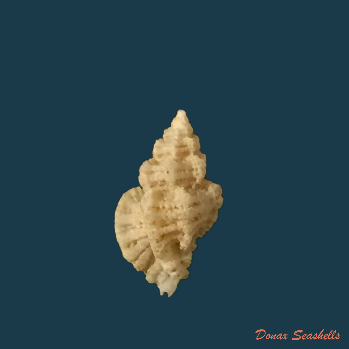 copia-de-favartia-alveata-kiener-1842-13-1mm