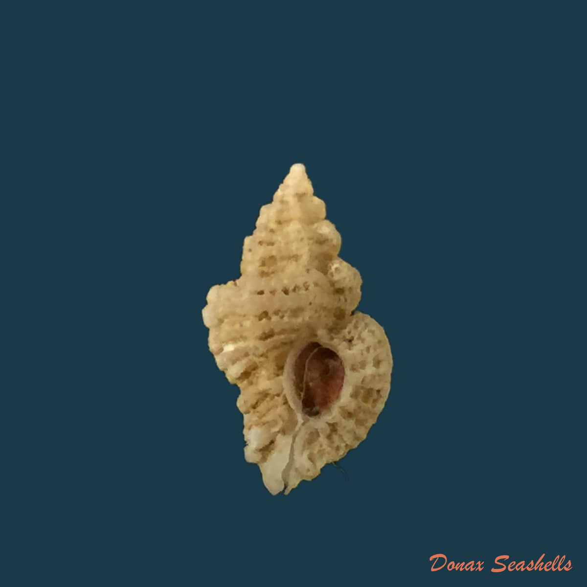copia-de-favartia-alveata-kiener-1842-13-1mm
