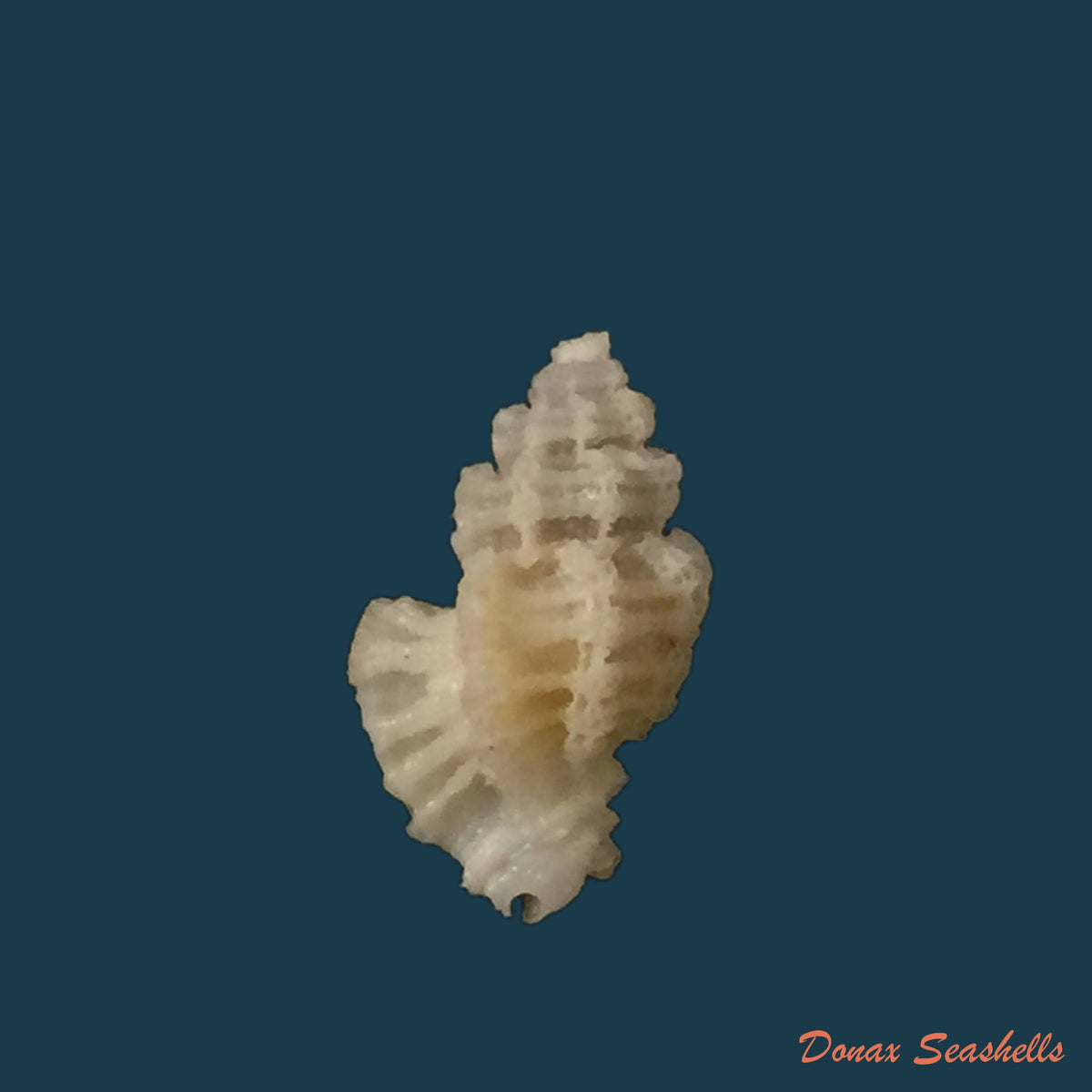copia-de-favartia-incisa-broderip-1833-17-7mm