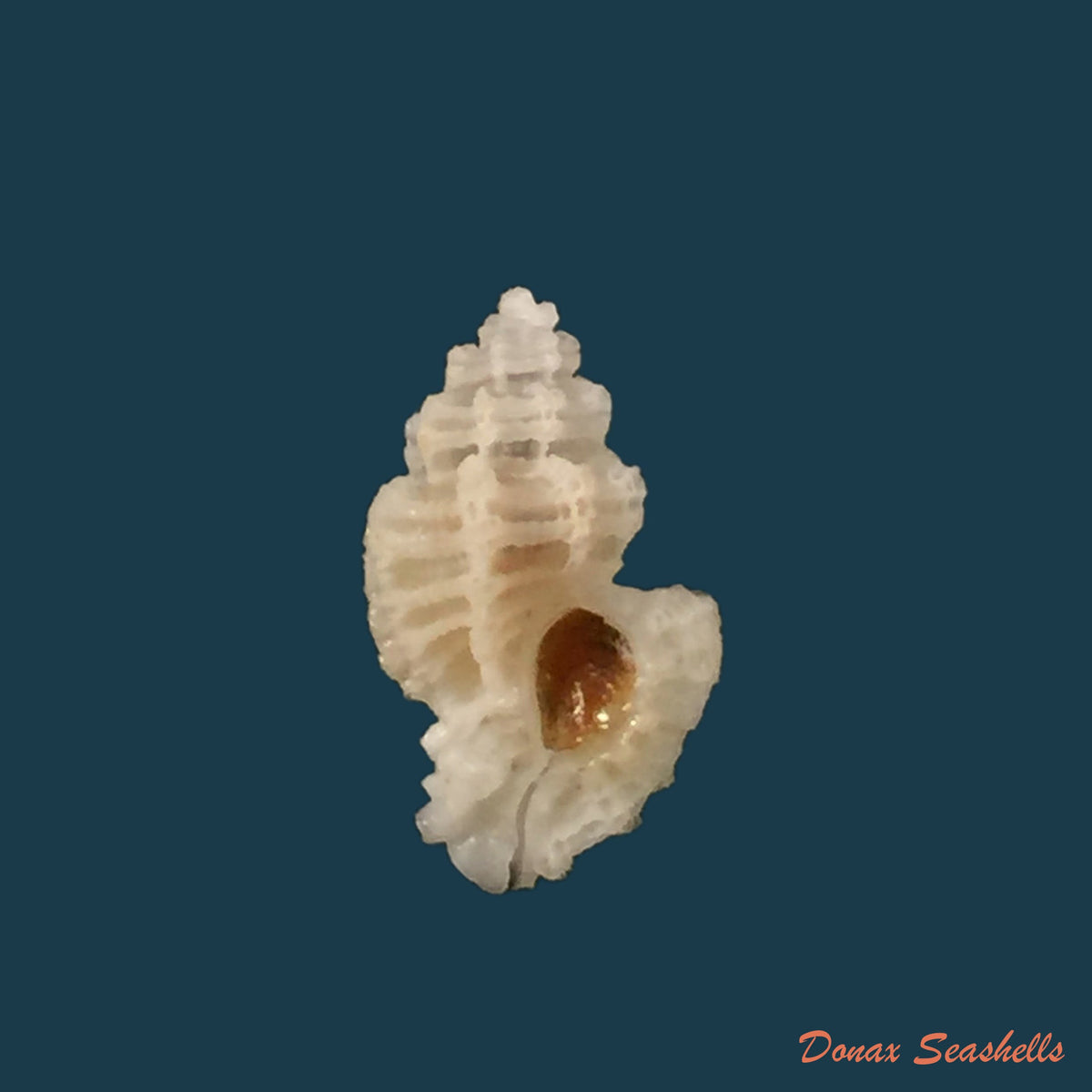 copia-de-favartia-incisa-broderip-1833-17-7mm