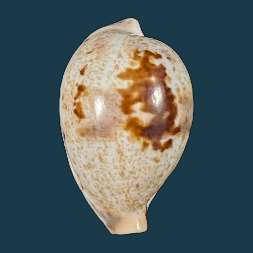 copia-de-ficadusta-pulchella-pulchella-swainson-1823-29-9mm-1