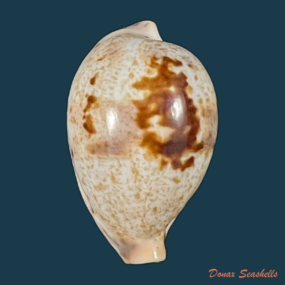 copia-de-ficadusta-pulchella-pulchella-swainson-1823-29-9mm-1