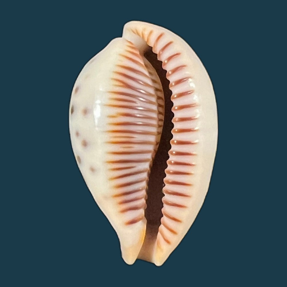 copia-de-ficadusta-pulchella-pulchella-swainson-1823-29-9mm-1