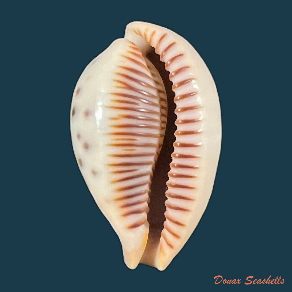 copia-de-ficadusta-pulchella-pulchella-swainson-1823-29-9mm-1