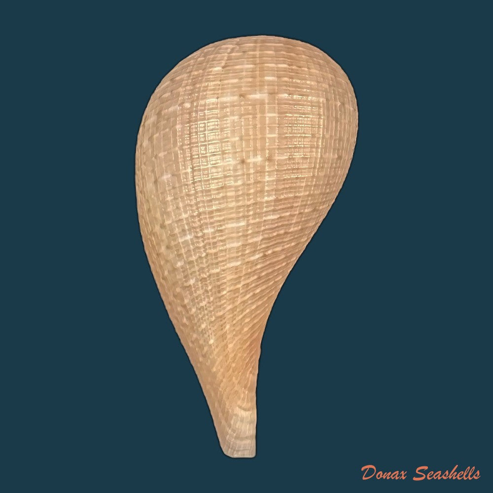 copia-de-ficus-variegata-roding-1798-73-8mm