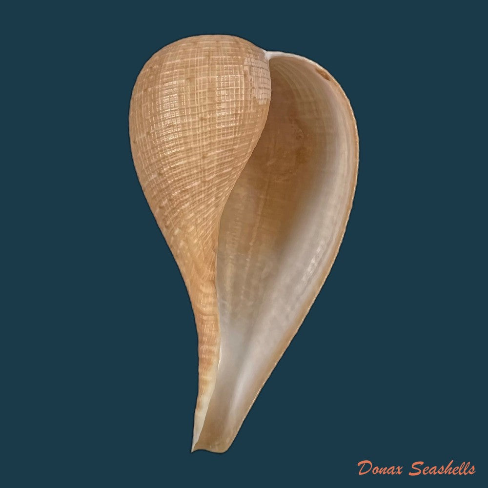copia-de-ficus-variegata-roding-1798-73-8mm