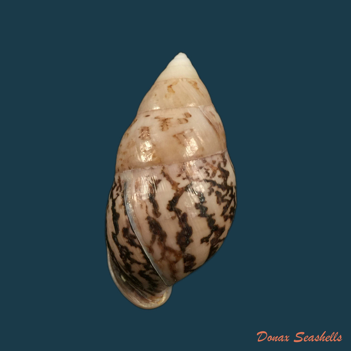 copia-de-figuladra-appendaiculata-reeve-1854-34-7mm