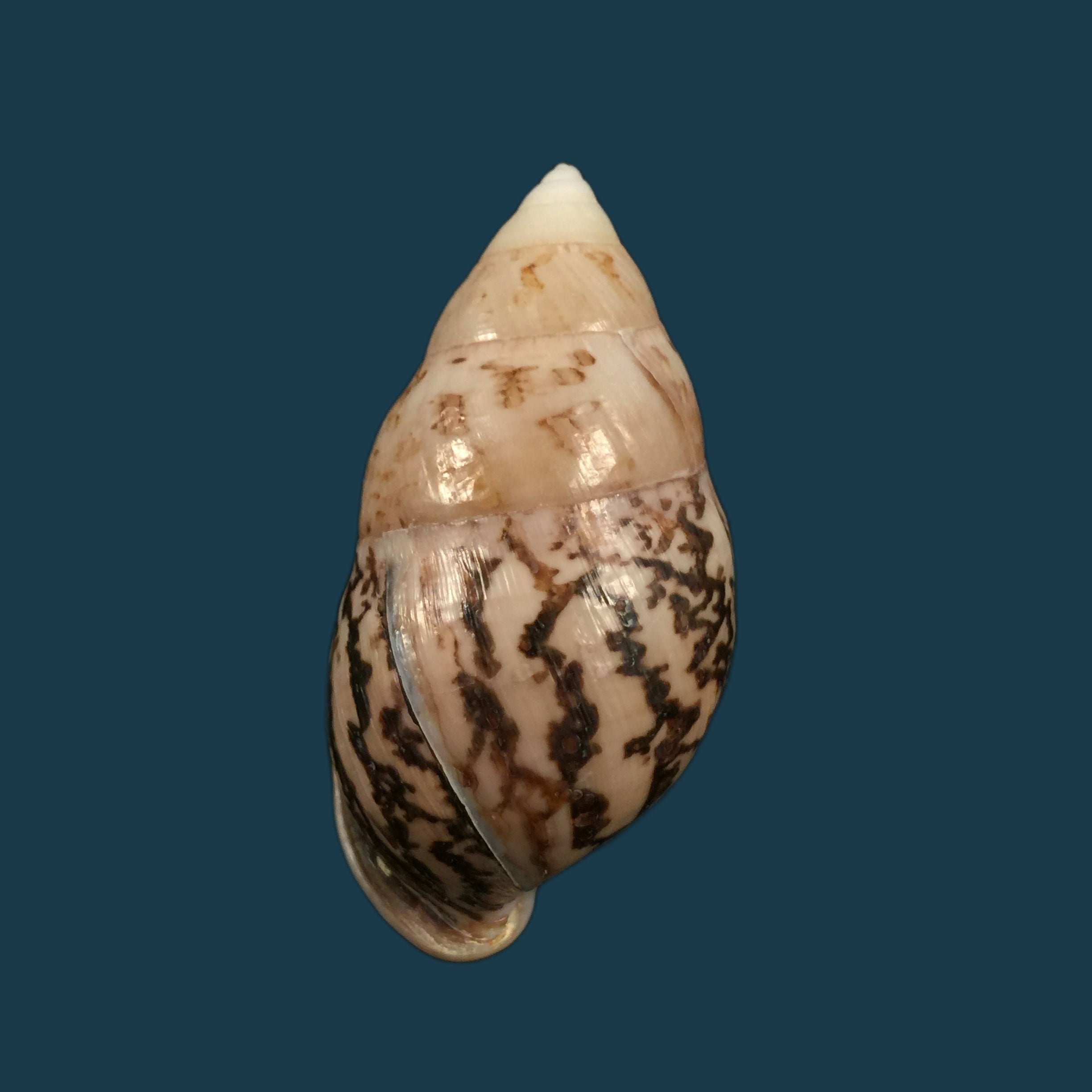 柬埔寨安菲德罗姆斯（Reeve，1860）- 58,3毫米