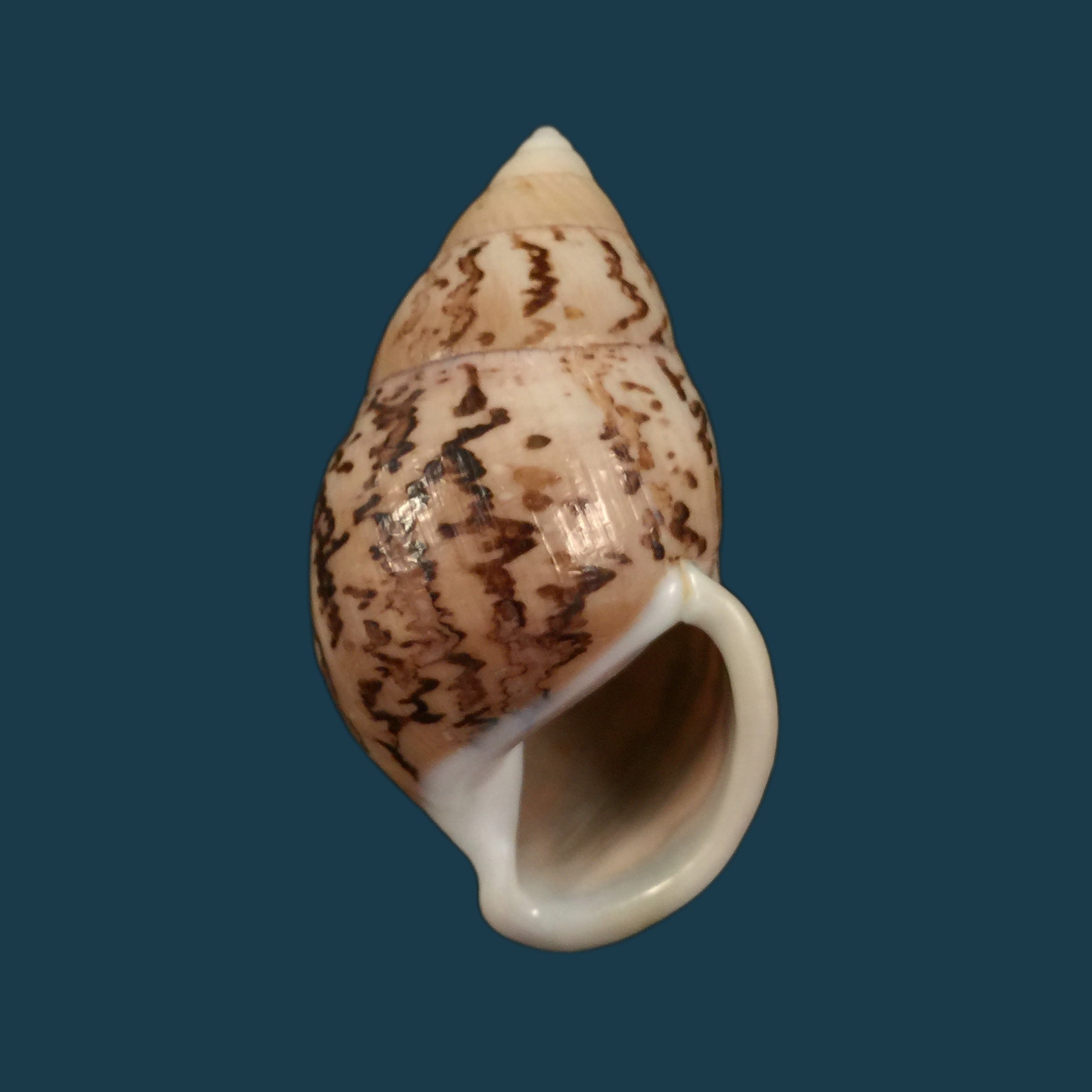 柬埔寨安菲德罗姆斯（Reeve，1860）- 58,3毫米