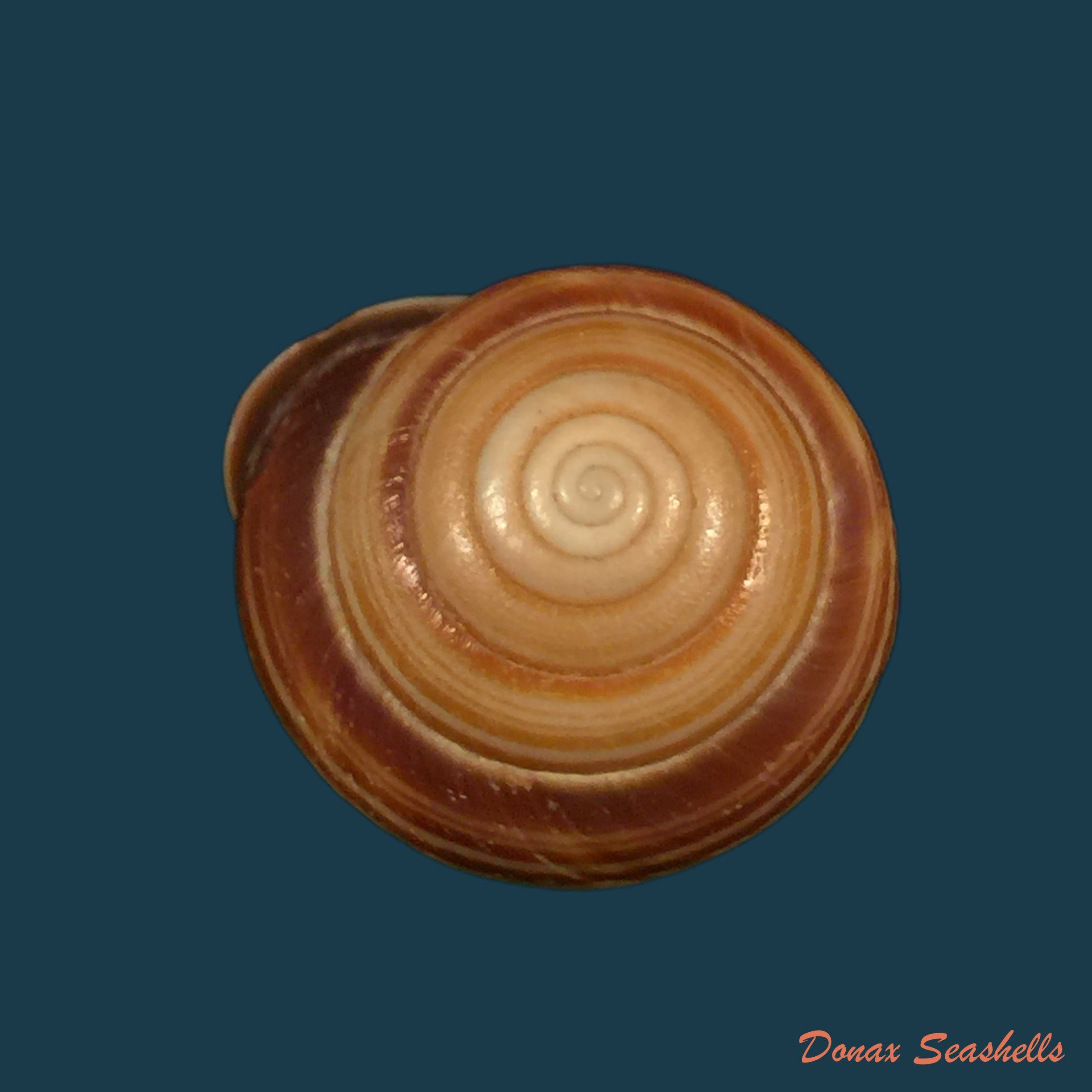 copia-de-figuladra-appendaiculata-reeve-1854-36-2mm