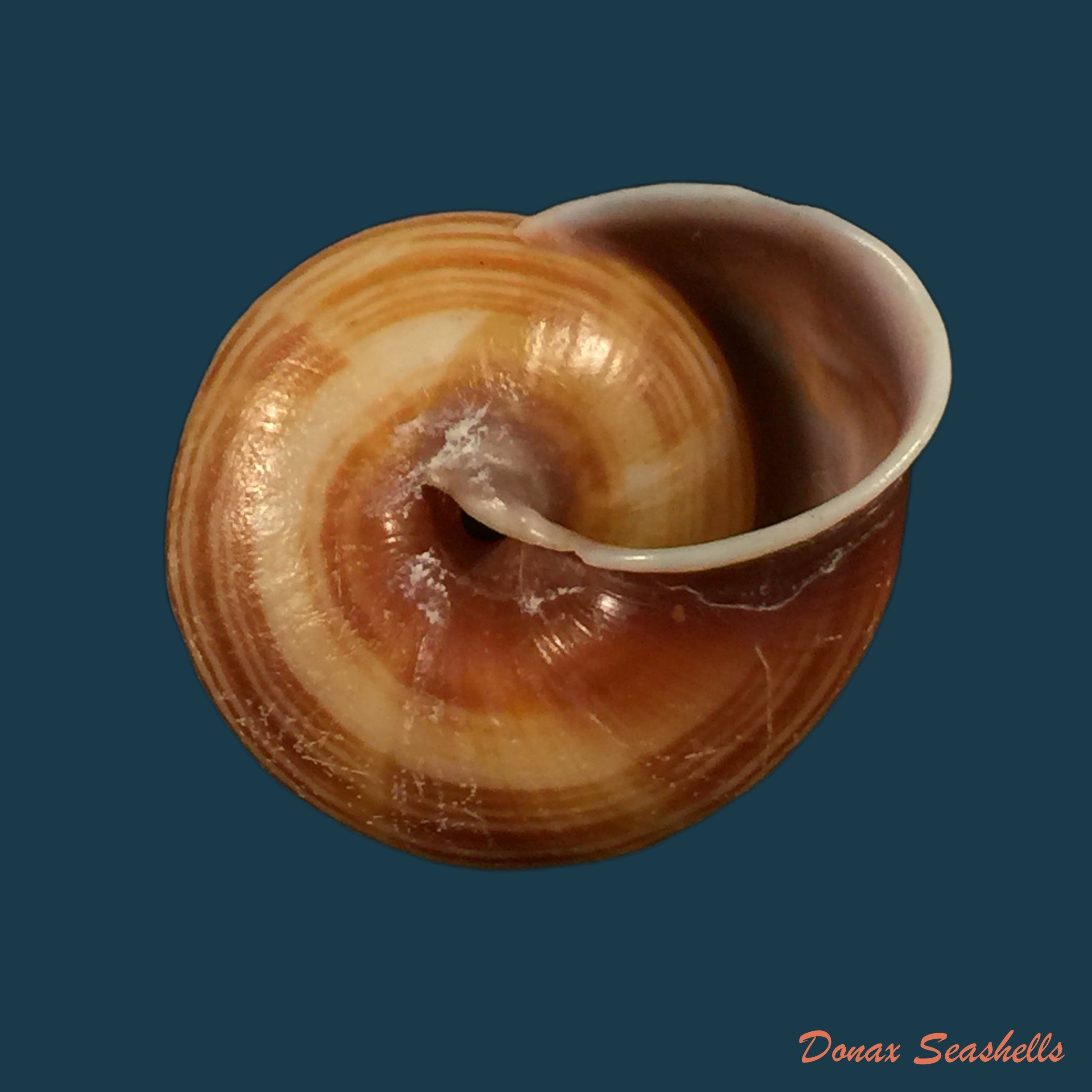 copia-de-figuladra-appendaiculata-reeve-1854-36-2mm