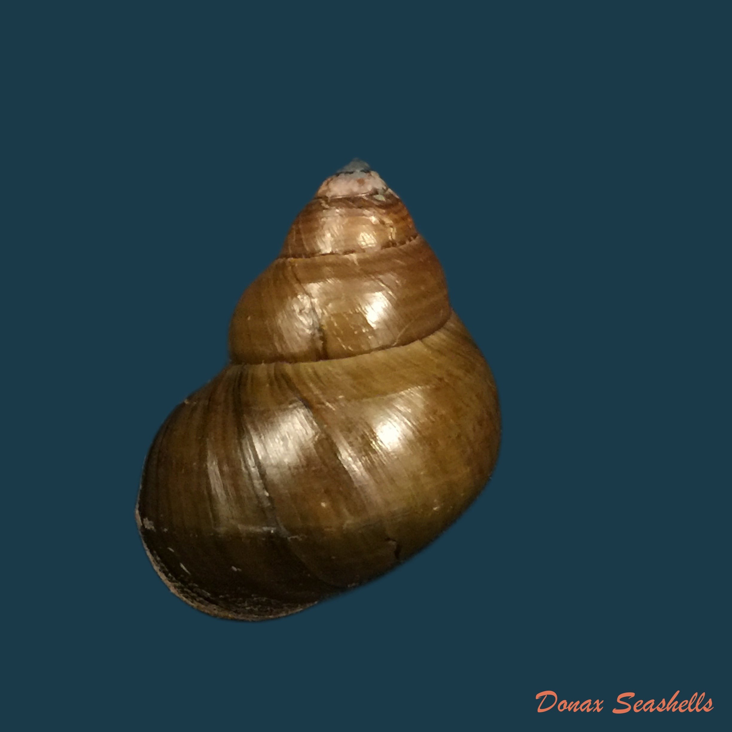 copia-de-filopaludina-martensi-martensi-frauenfeld-1865-35-9mm-1