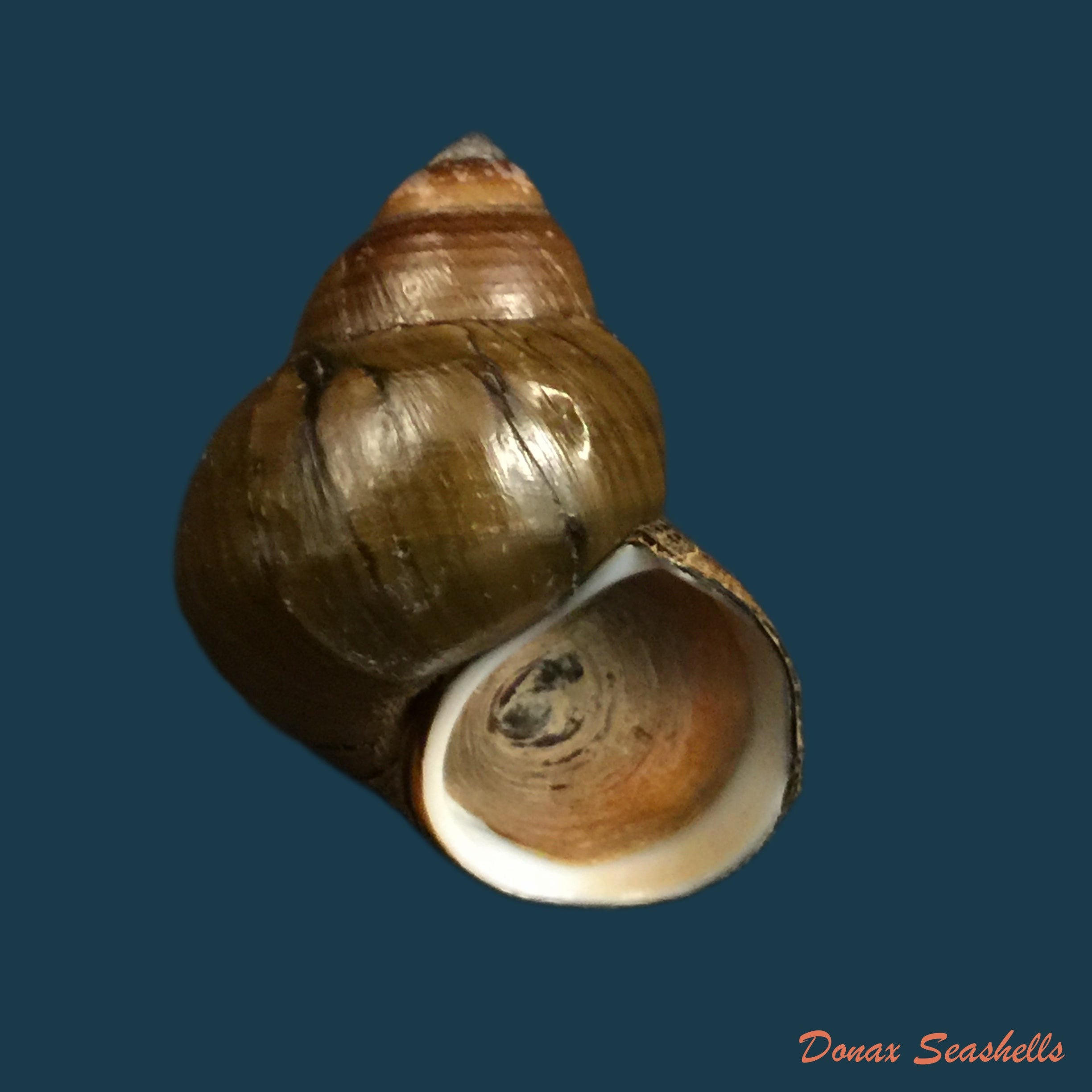 copia-de-filopaludina-martensi-martensi-frauenfeld-1865-35-9mm-1