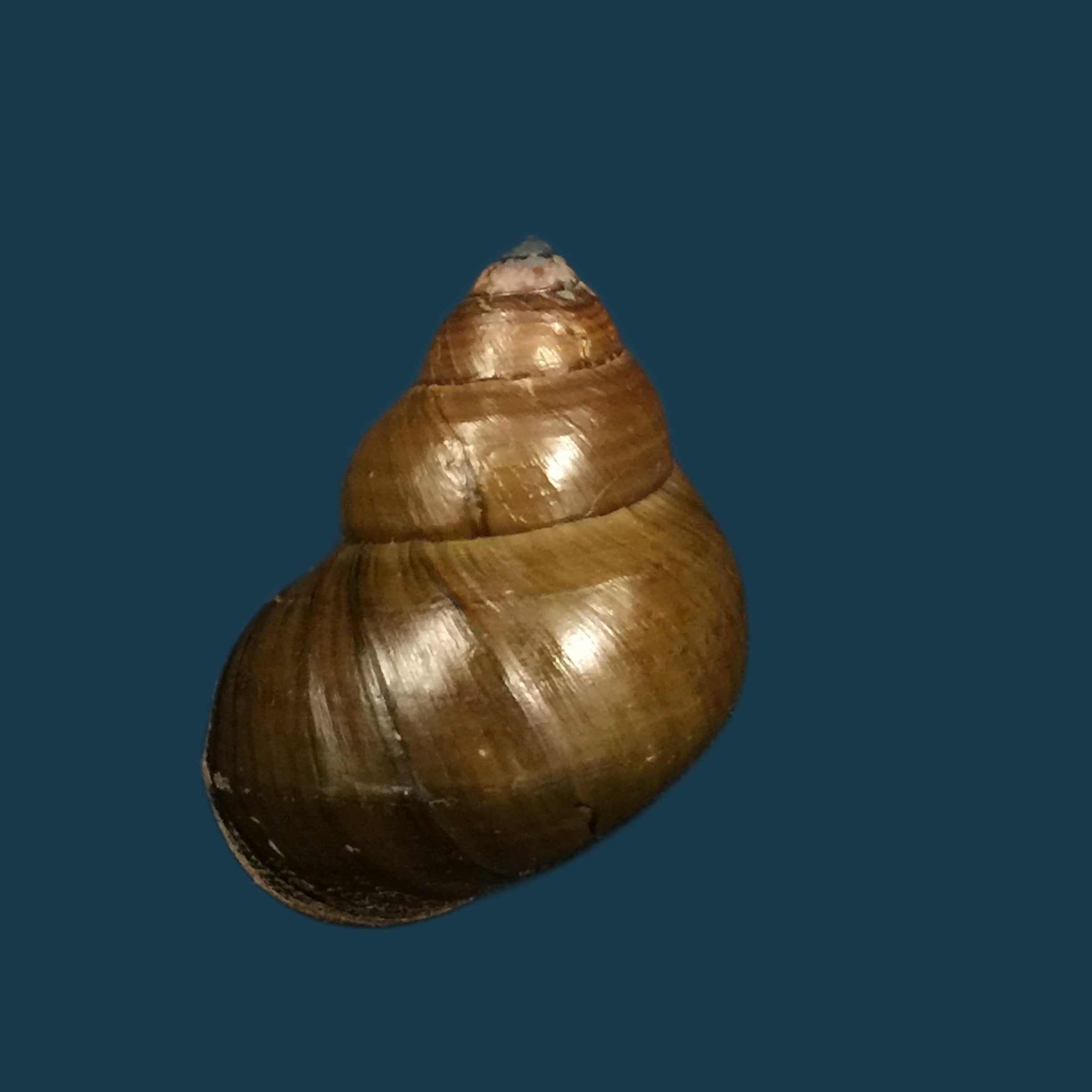 Filopaludina martensi martensi (Frauenfeld, 1865) - 35,2mm