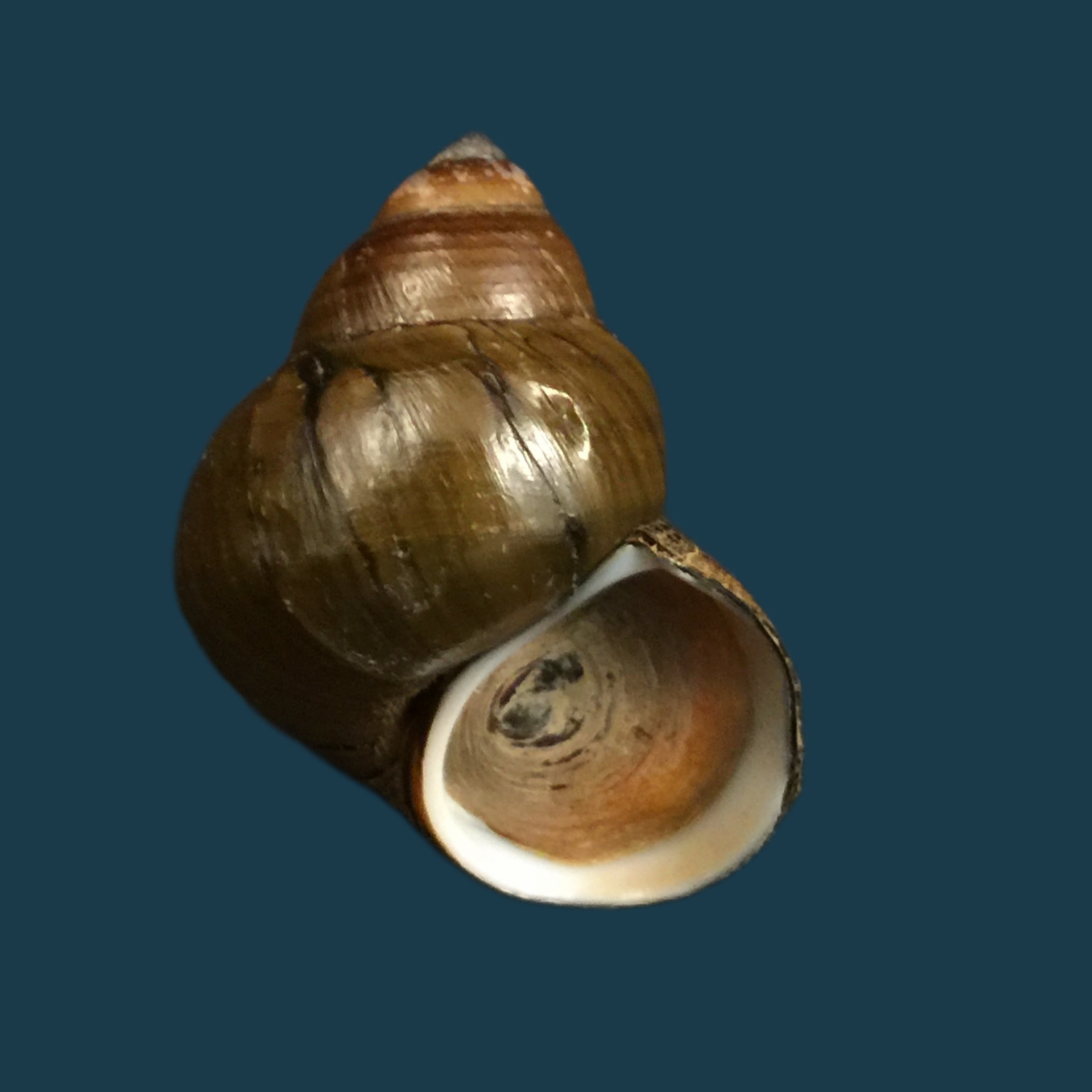 Filopaludina martensi martensi (Frauenfeld, 1865) - 35,2mm