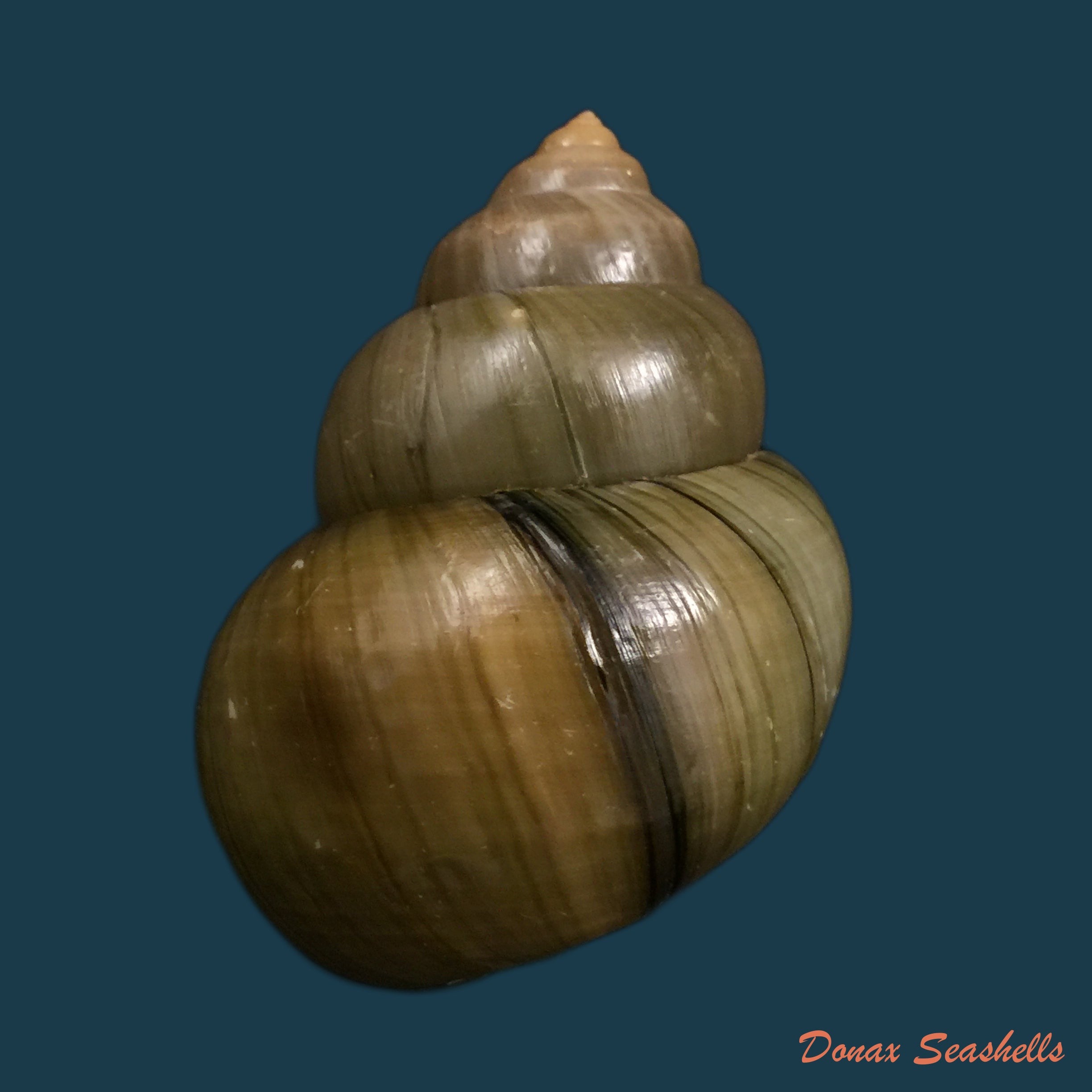 copia-de-filopaludina-martensi-martensi-frauenfeld-1865-35-9mm