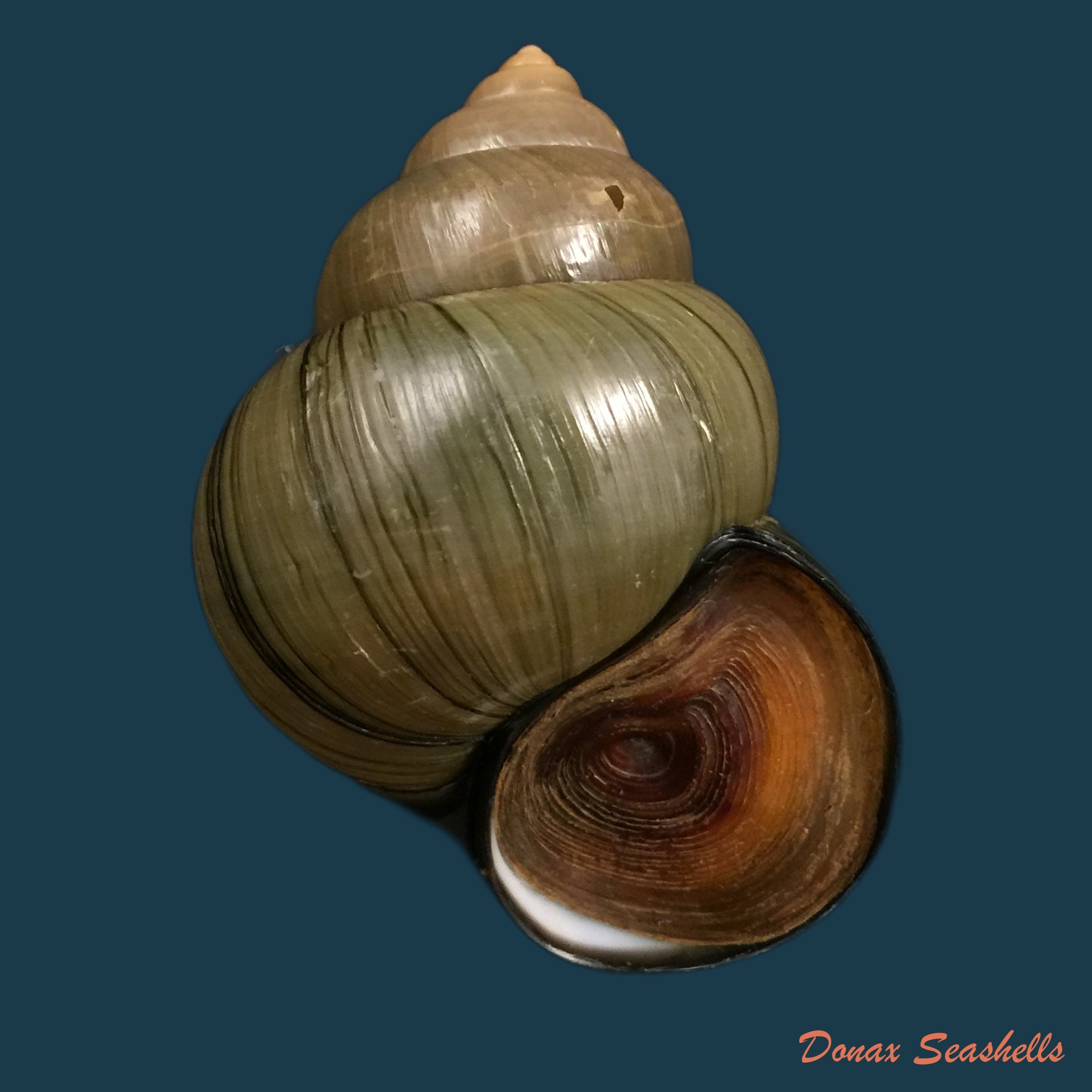 copia-de-filopaludina-martensi-martensi-frauenfeld-1865-35-9mm