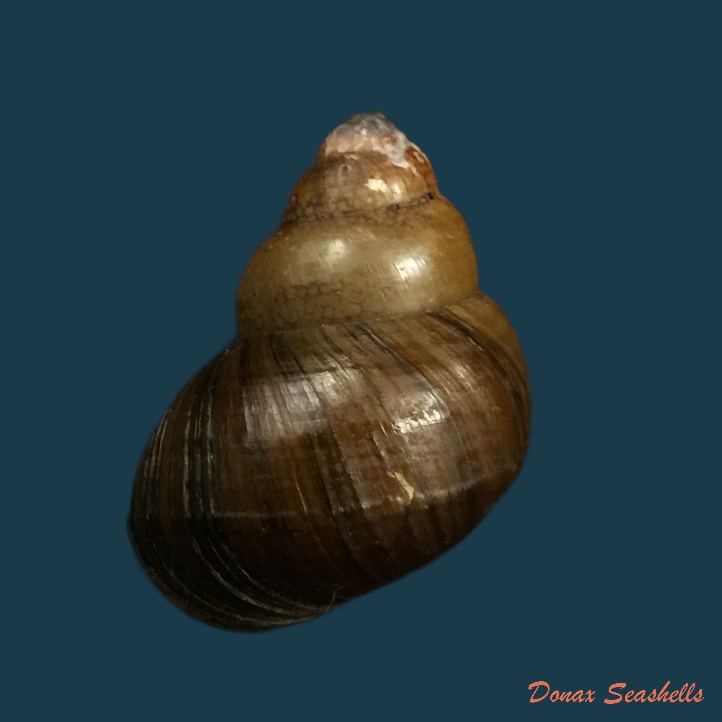 copia-de-filopaludina-martensi-martensi-frauenfeld-1865