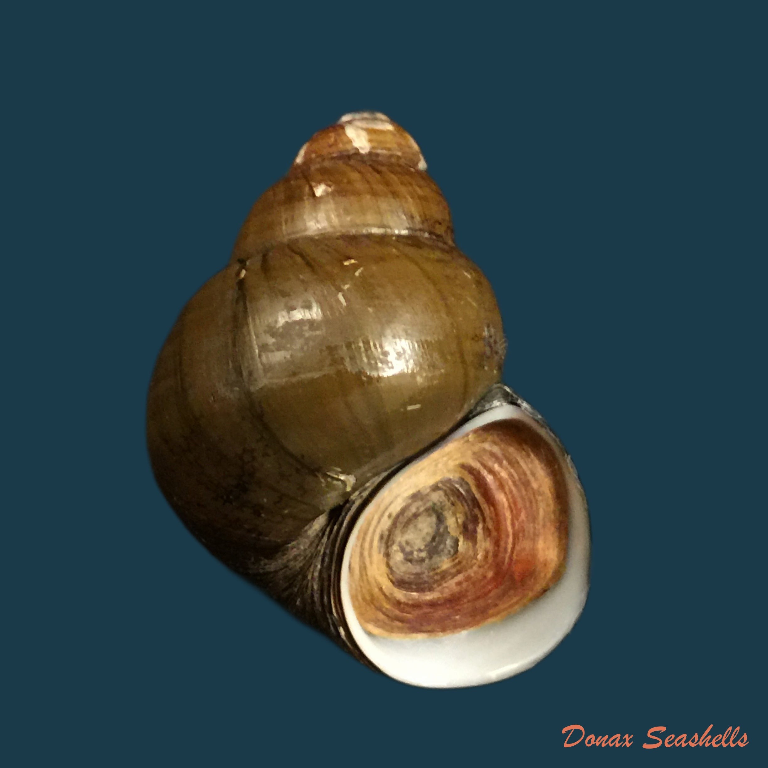 copia-de-filopaludina-martensi-martensi-frauenfeld-1865