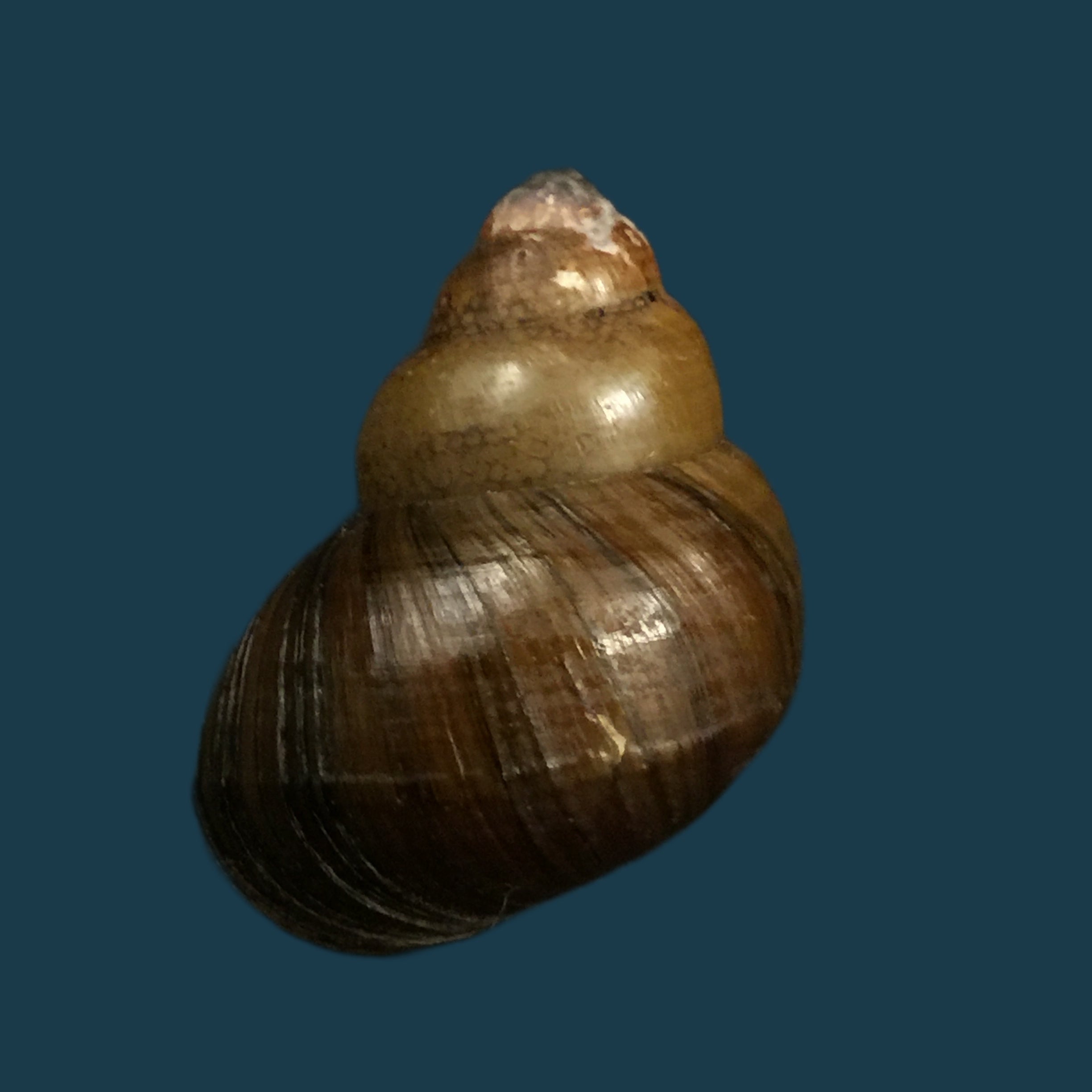 Filopaludina martensi martensi (Frauenfeld, 1865) - 35,9mm