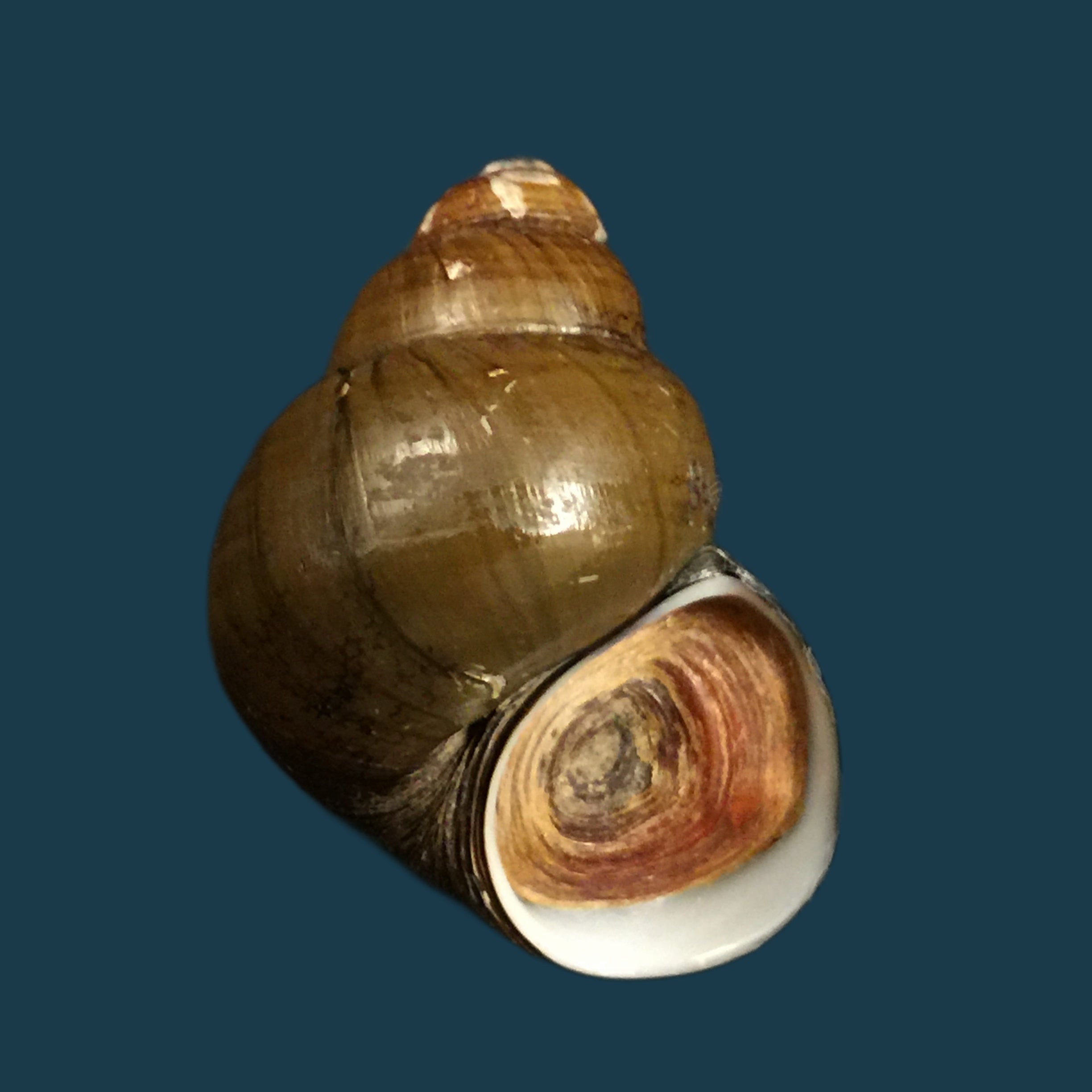 Filopaludina martensi martensi (Frauenfeld, 1865) - 35,9mm