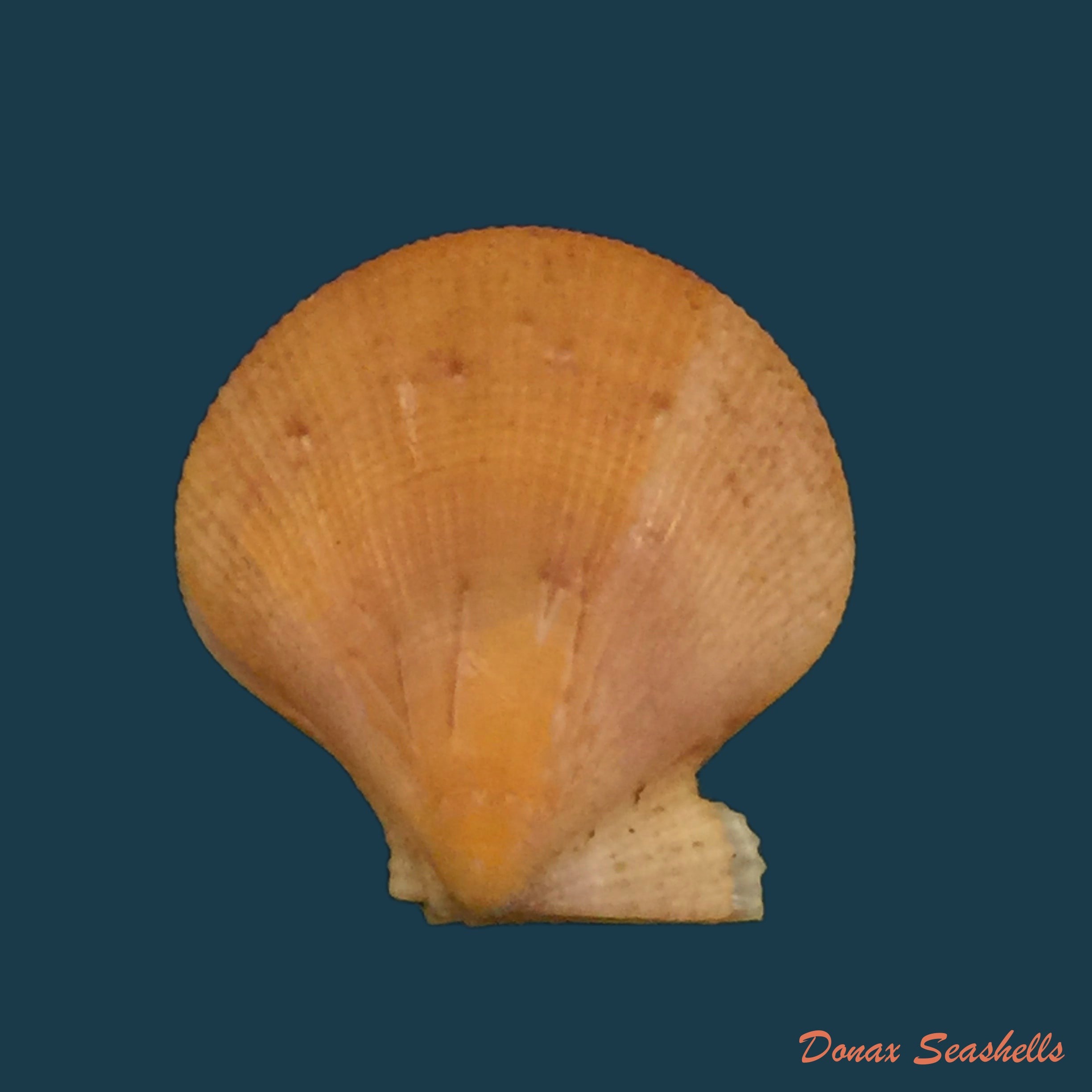 copia-de-flexopecten-hyalinus-poli-1795-17-7mm