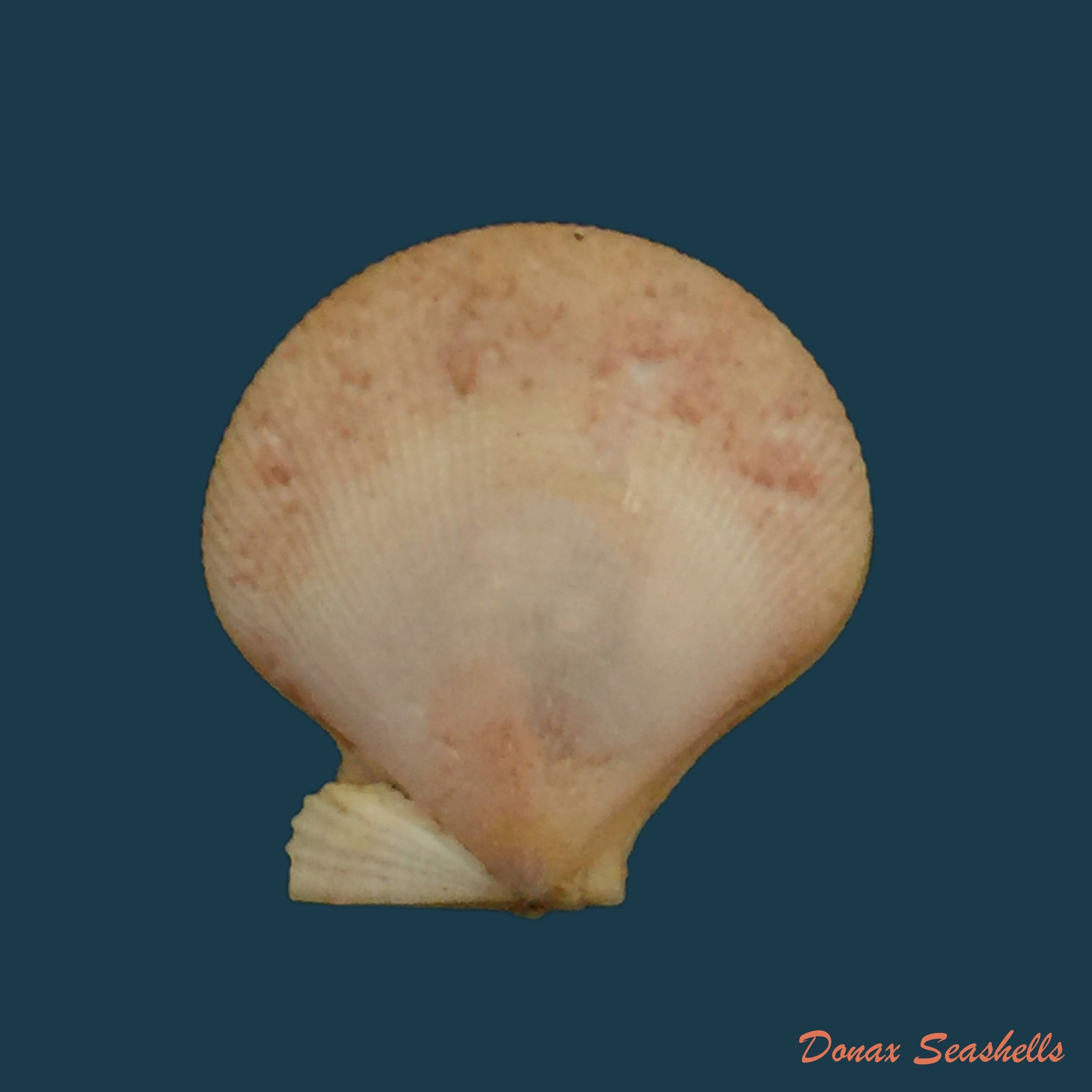 copia-de-flexopecten-hyalinus-poli-1795-17-7mm