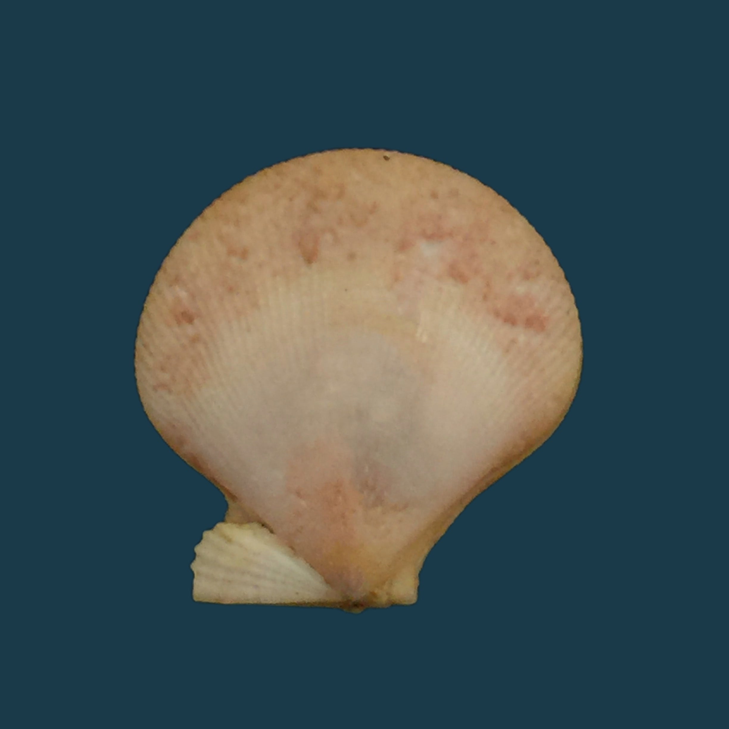 Camptonectes tigrinus（穆勒，1776）- 26毫米